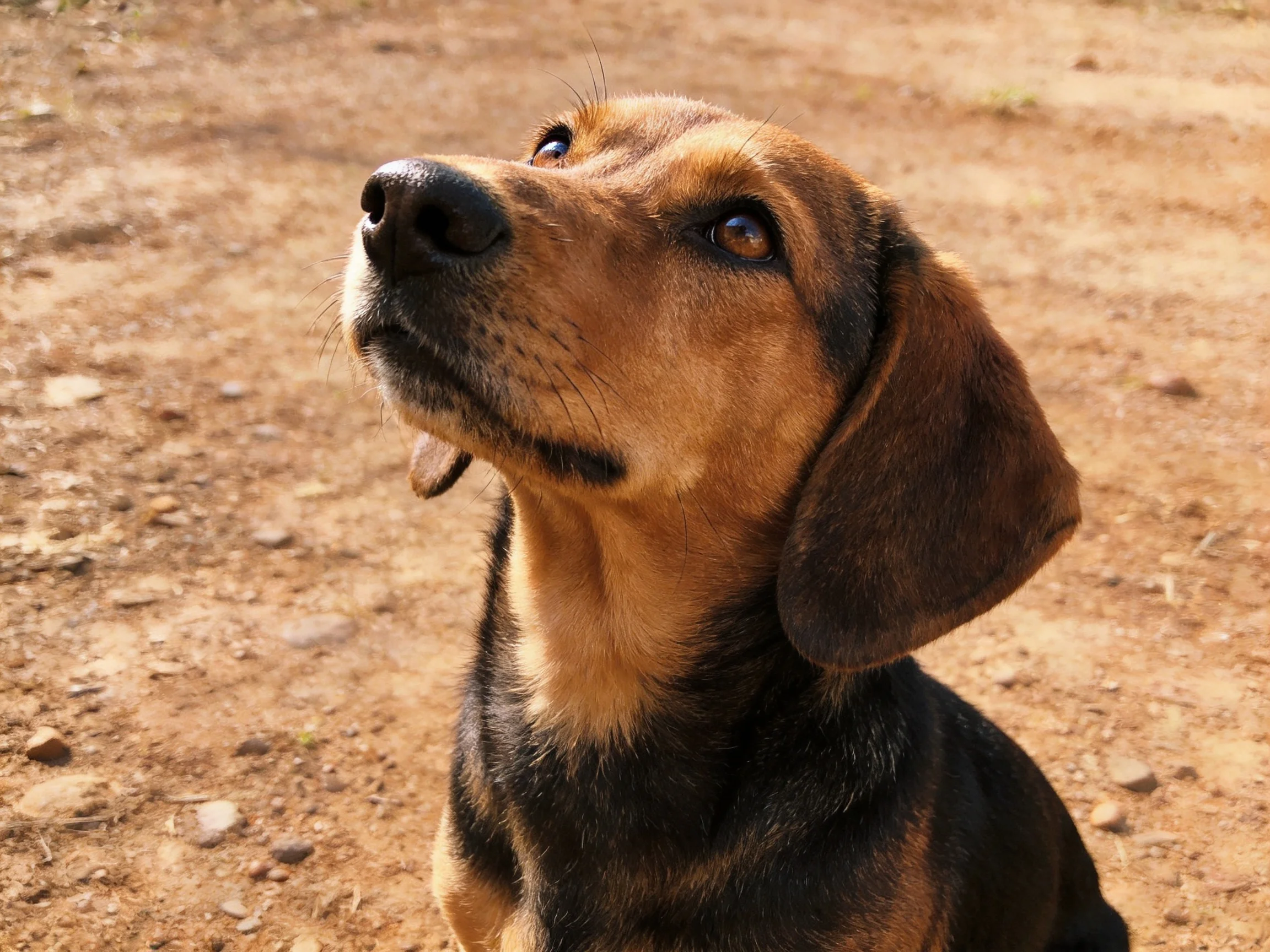 A brown and black mixed-breed dog gazes upward on a dusty path