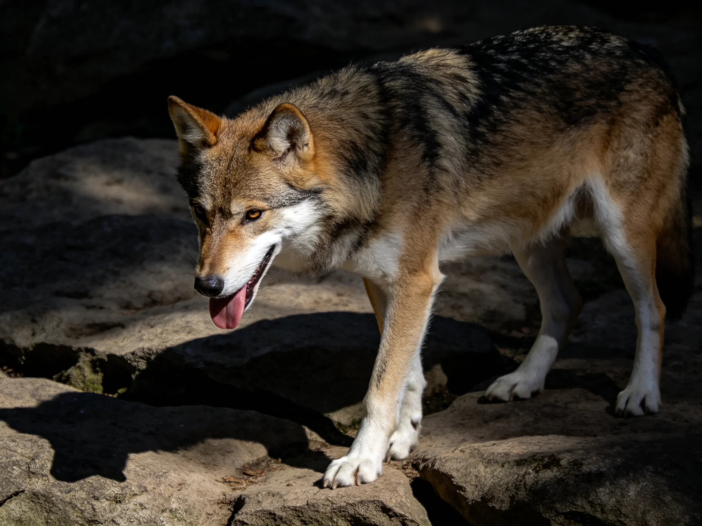 A brown and gray wolf walks on rugged rocks with sunlight illuminating its fur