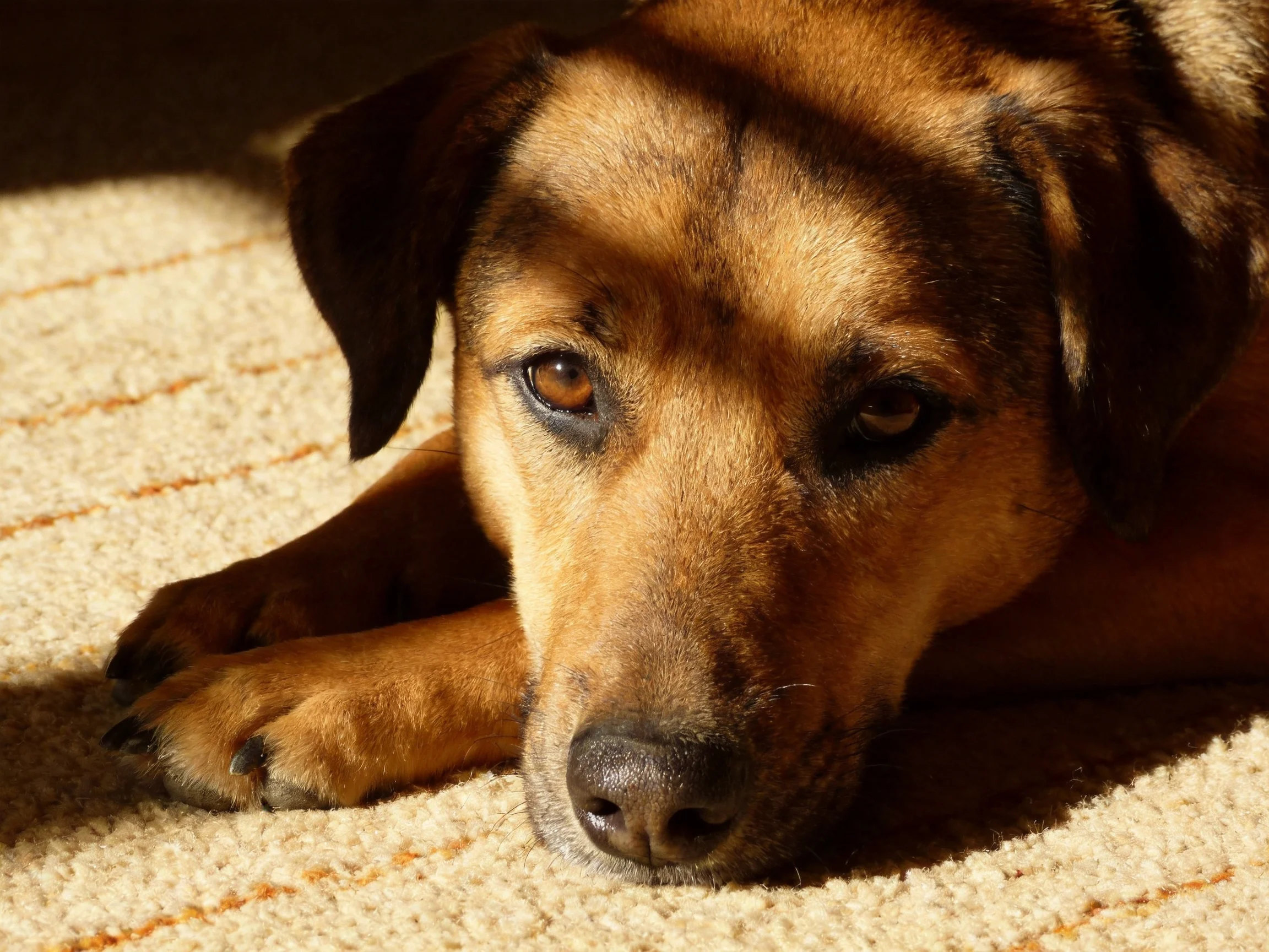 A brown and tan dog relaxes on a beige patterned carpet in sunlight
