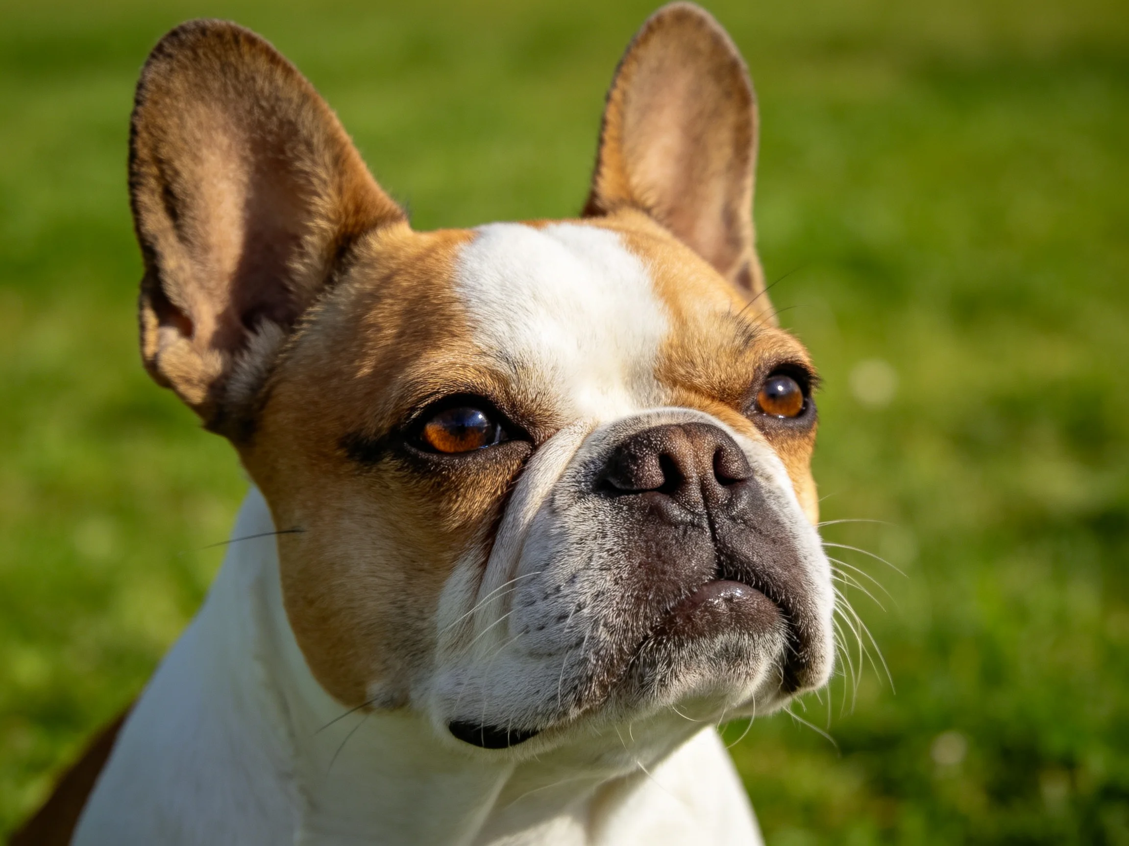 A brown and white French bulldog gazes attentively in a sunny grassy area