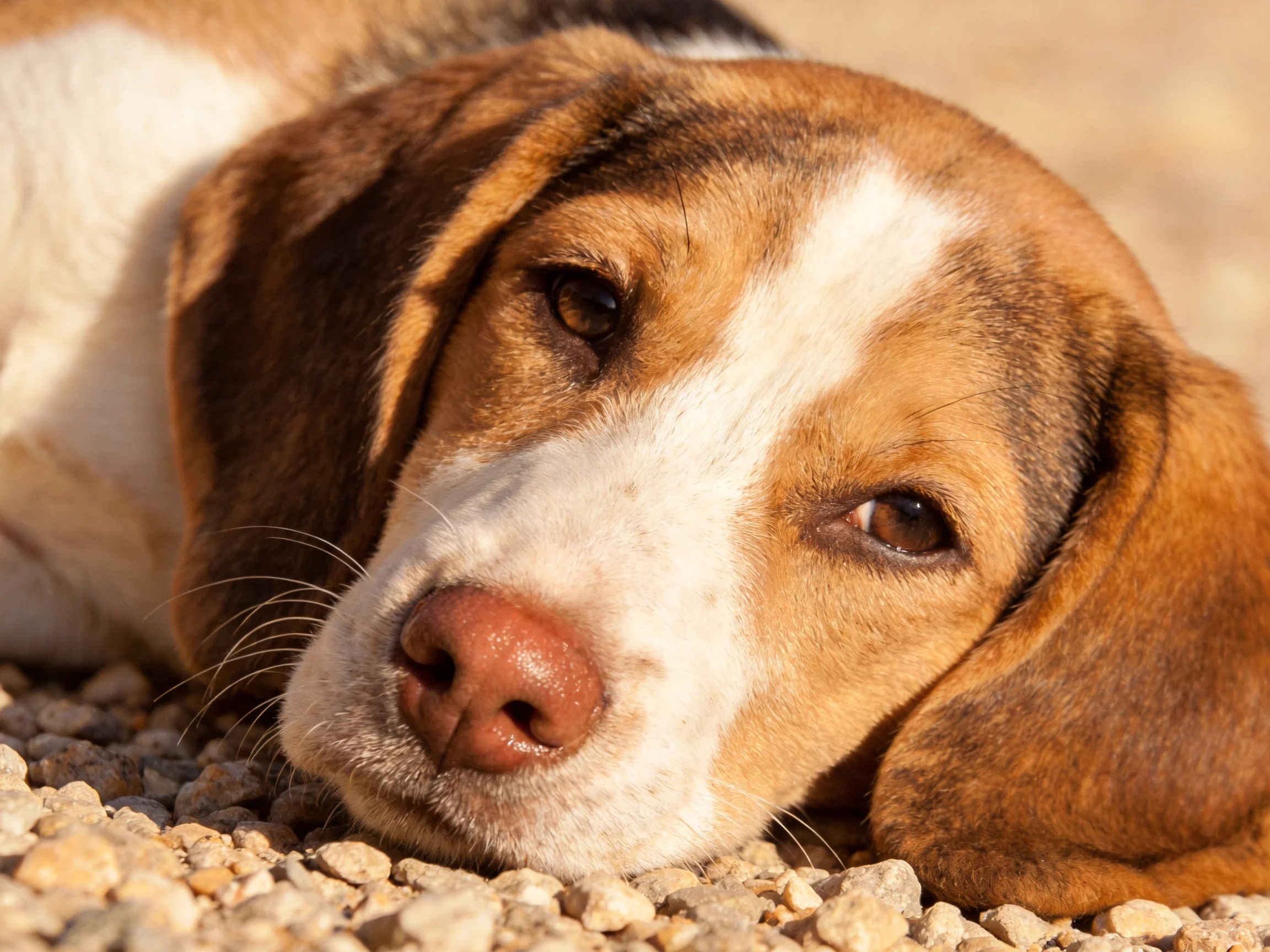 A brown and white beagle relaxes on pebbles in sunlight.