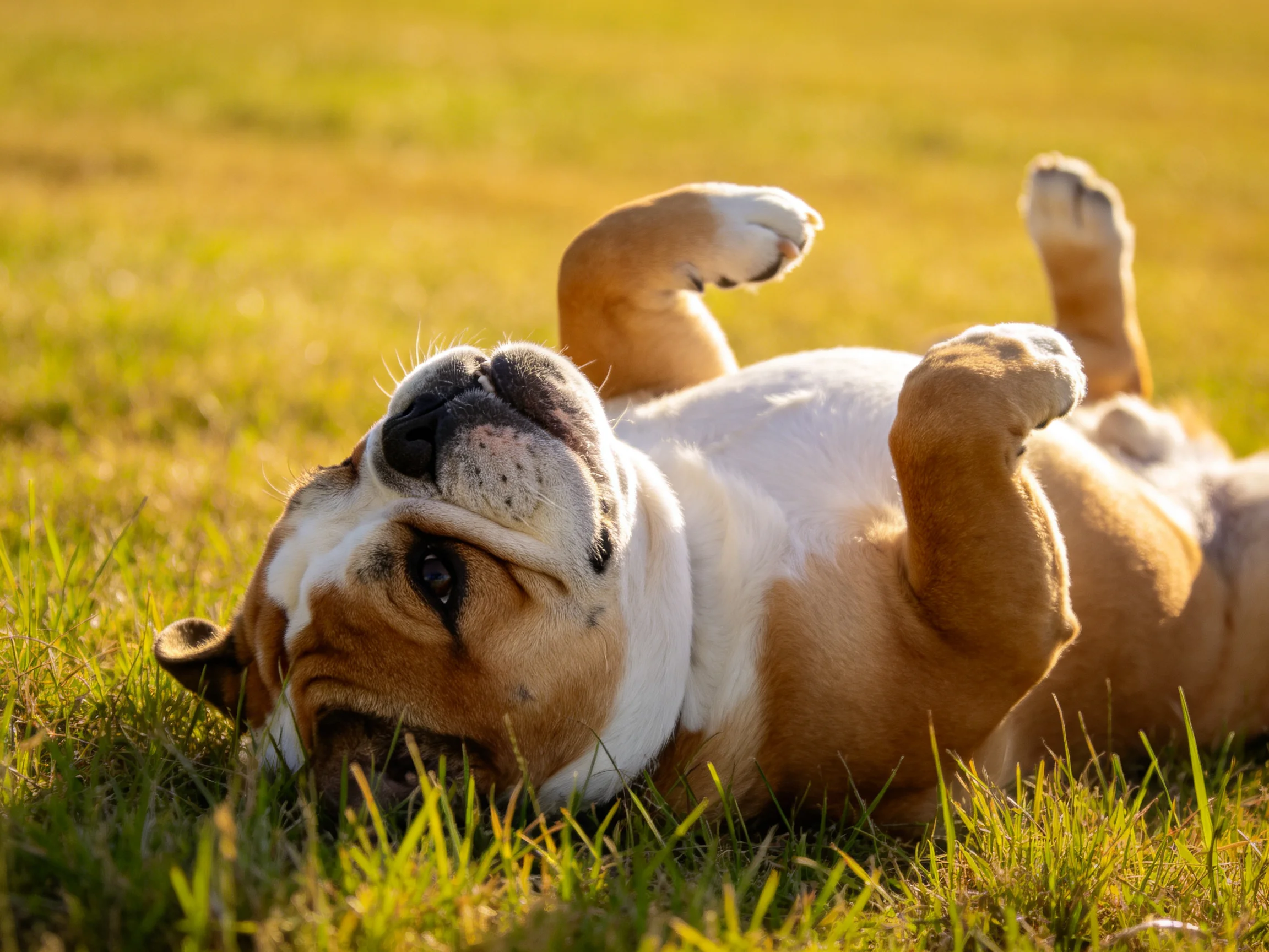 A brown and white bulldog rolls joyfully on sunlit green grass
