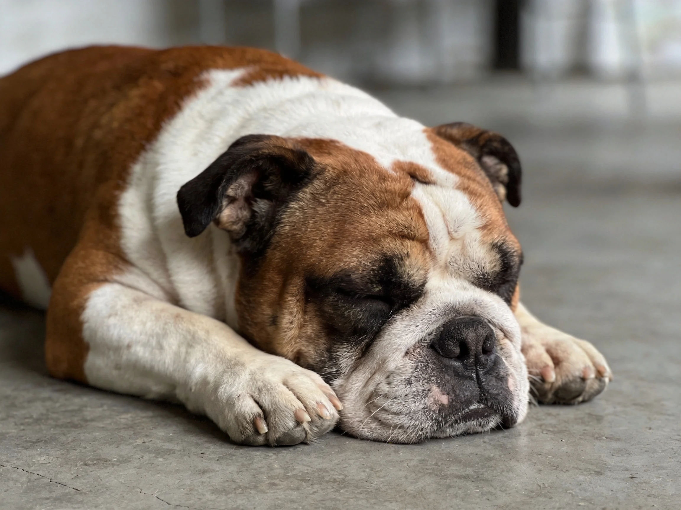 A brown and white bulldog sleeping on a gray concrete floor