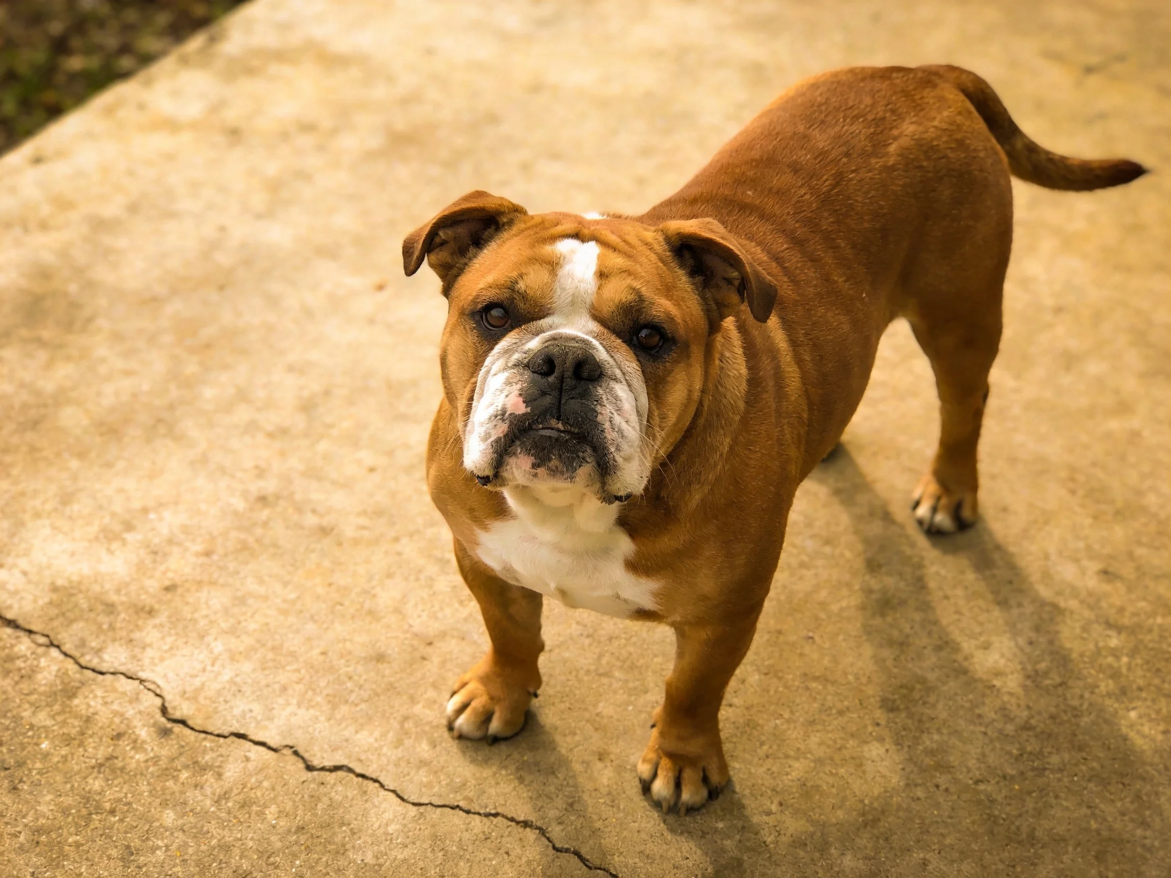 A brown and white bulldog stands on cracked concrete
