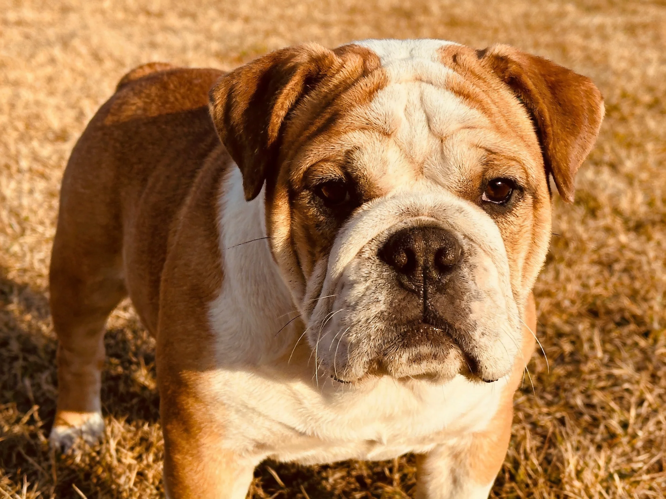 A brown and white bulldog stands on dry grass in a sunlit outdoor setting.