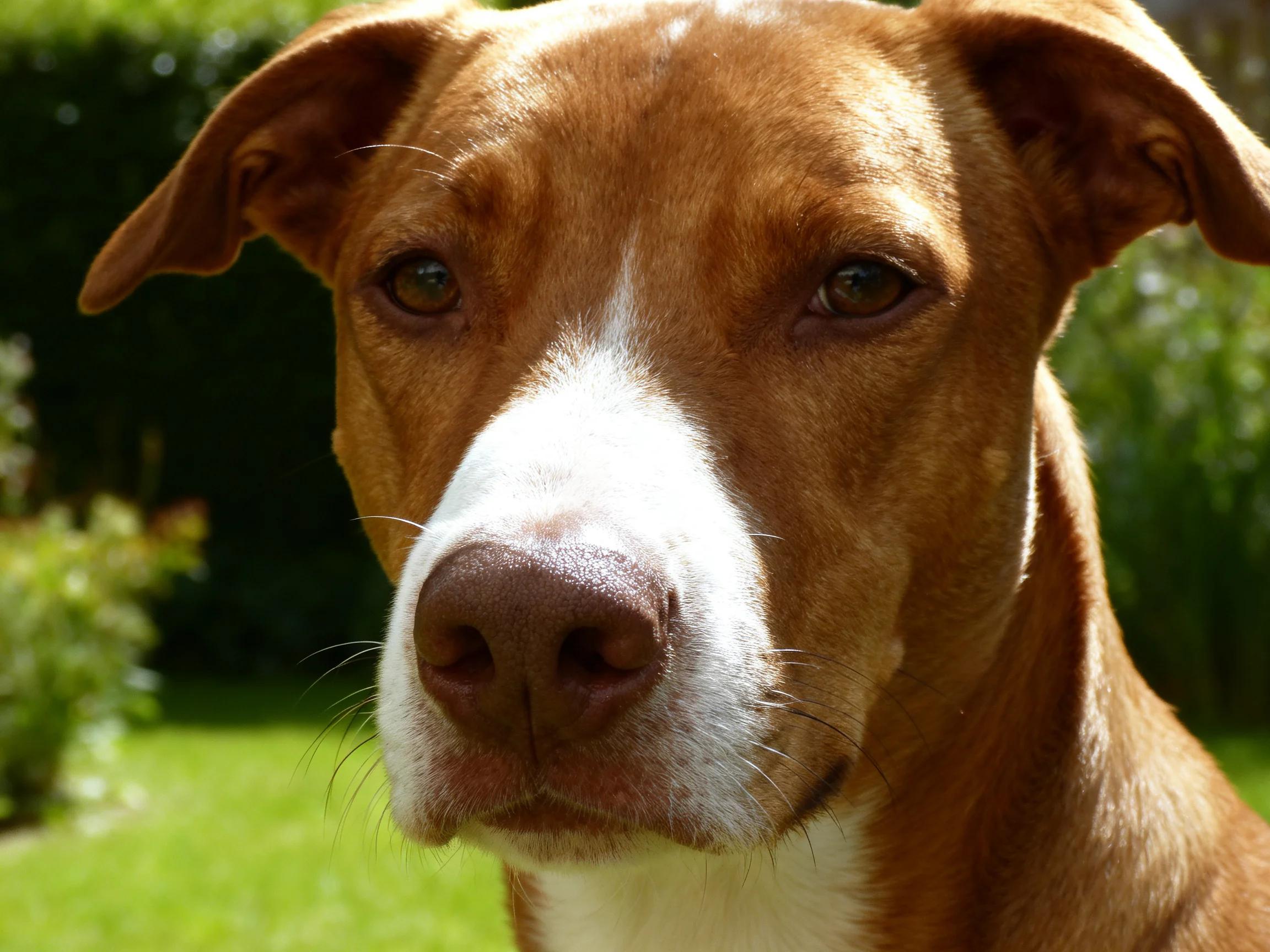 A brown and white dog looks attentively at the camera amid greenery.