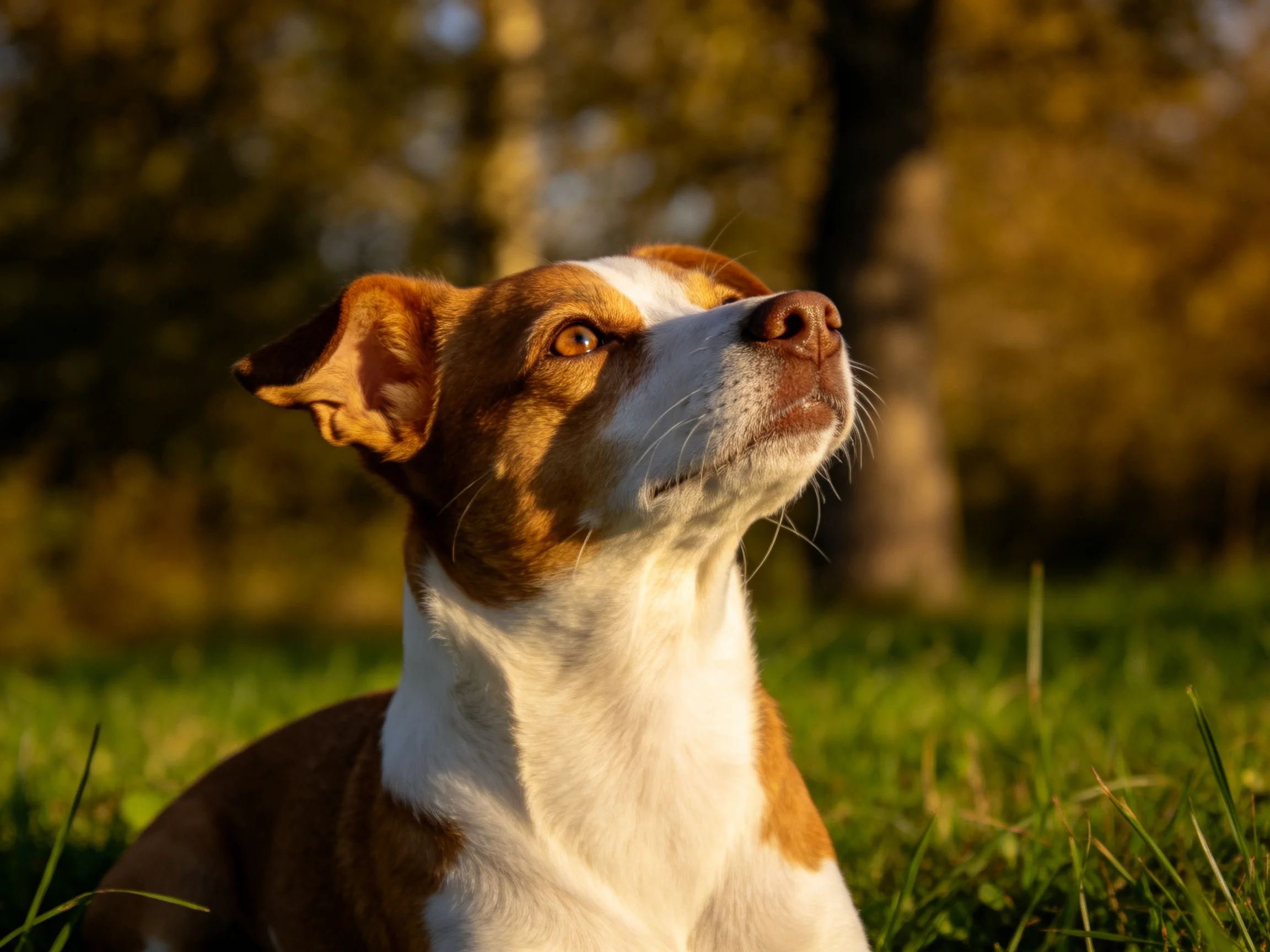 A brown and white dog gazes upward in a sunlit grassy field