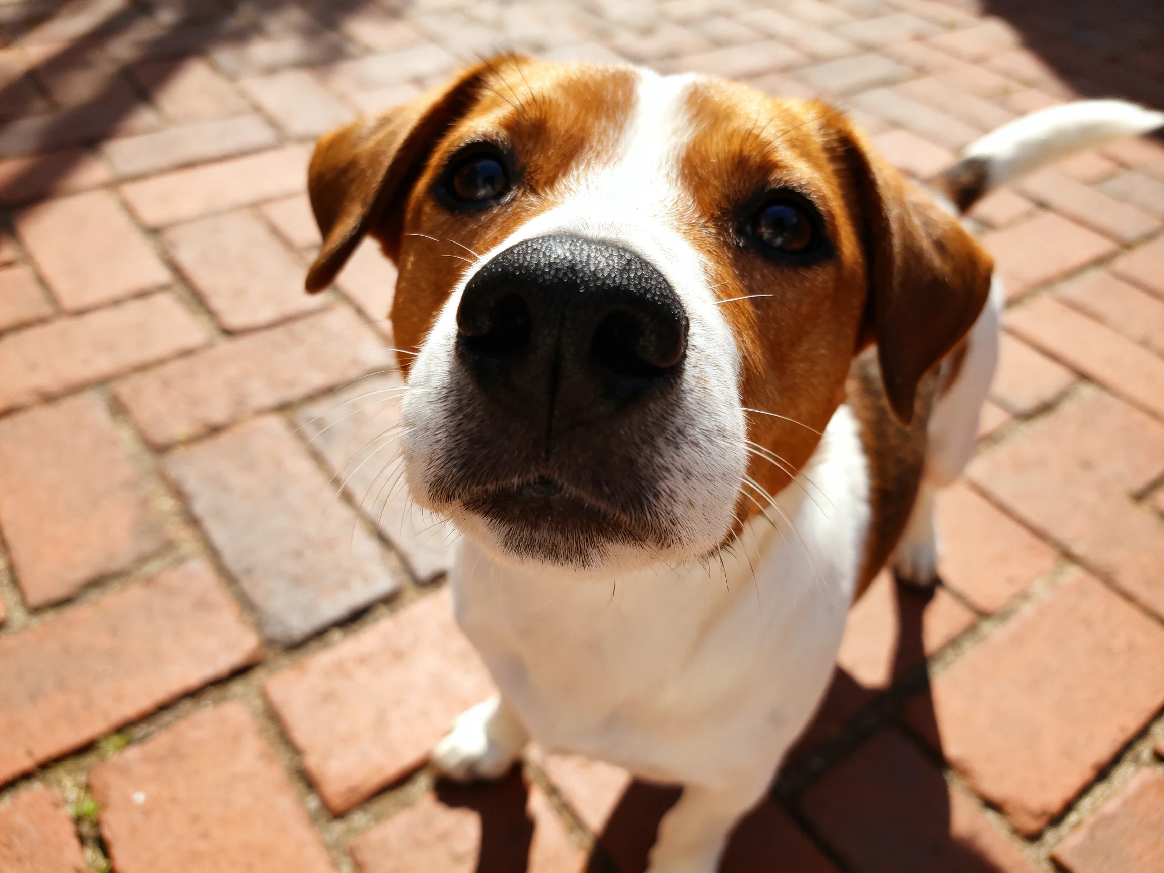 A brown and white dog gazes upward on a brick-paved walkway