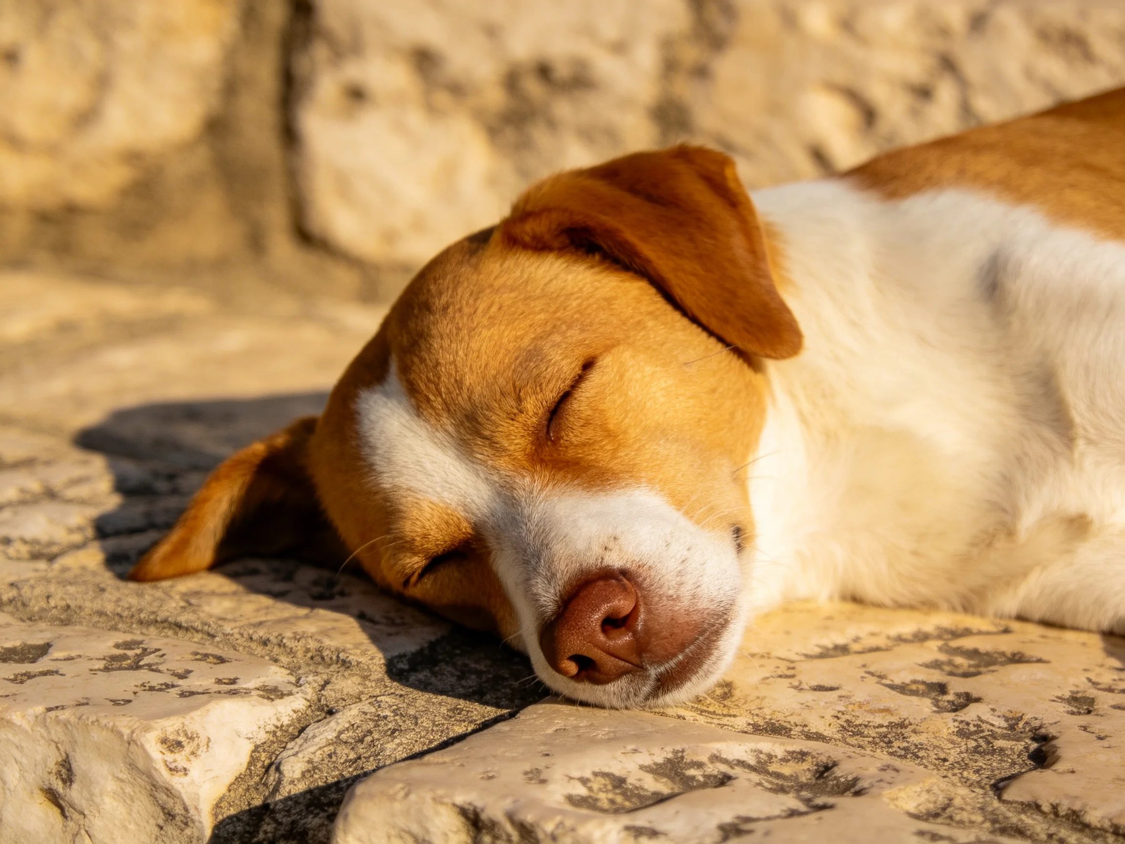 A brown and white dog naps on aged stone pavement under bright sunlight