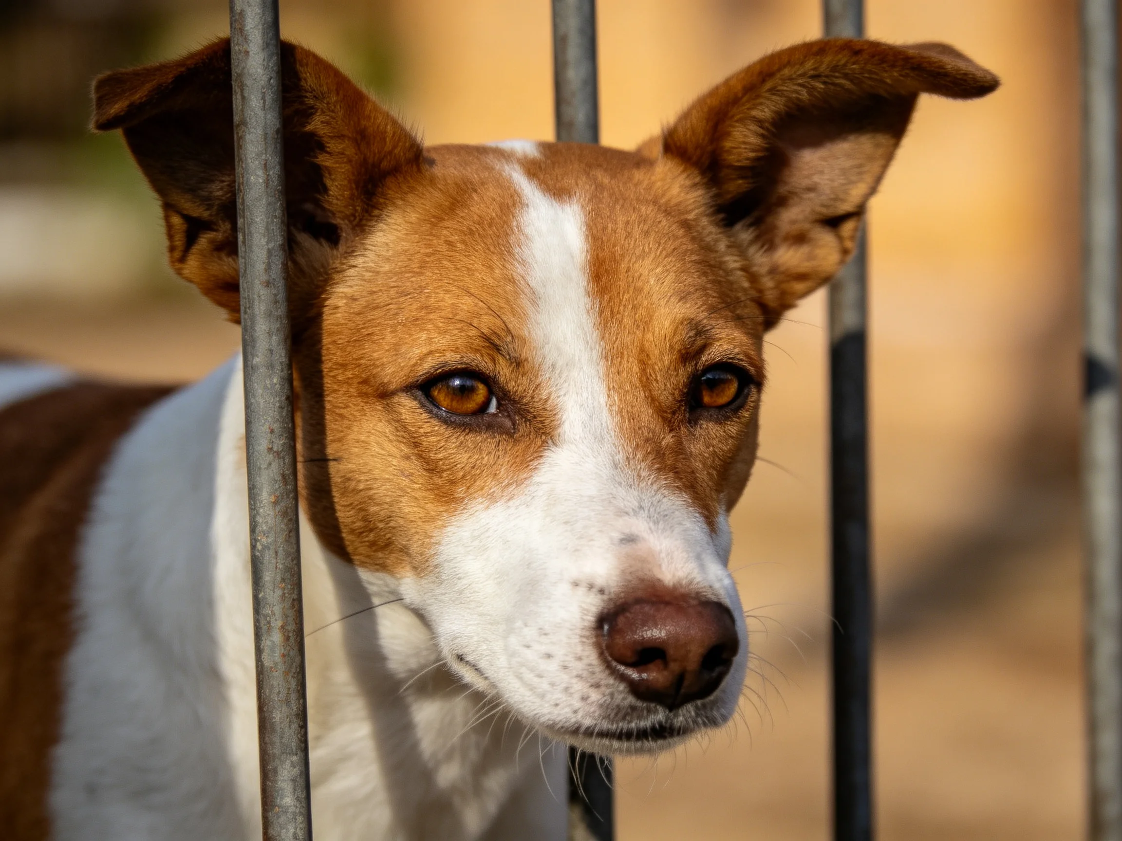 A brown and white dog peering through vertical metal bars outdoors