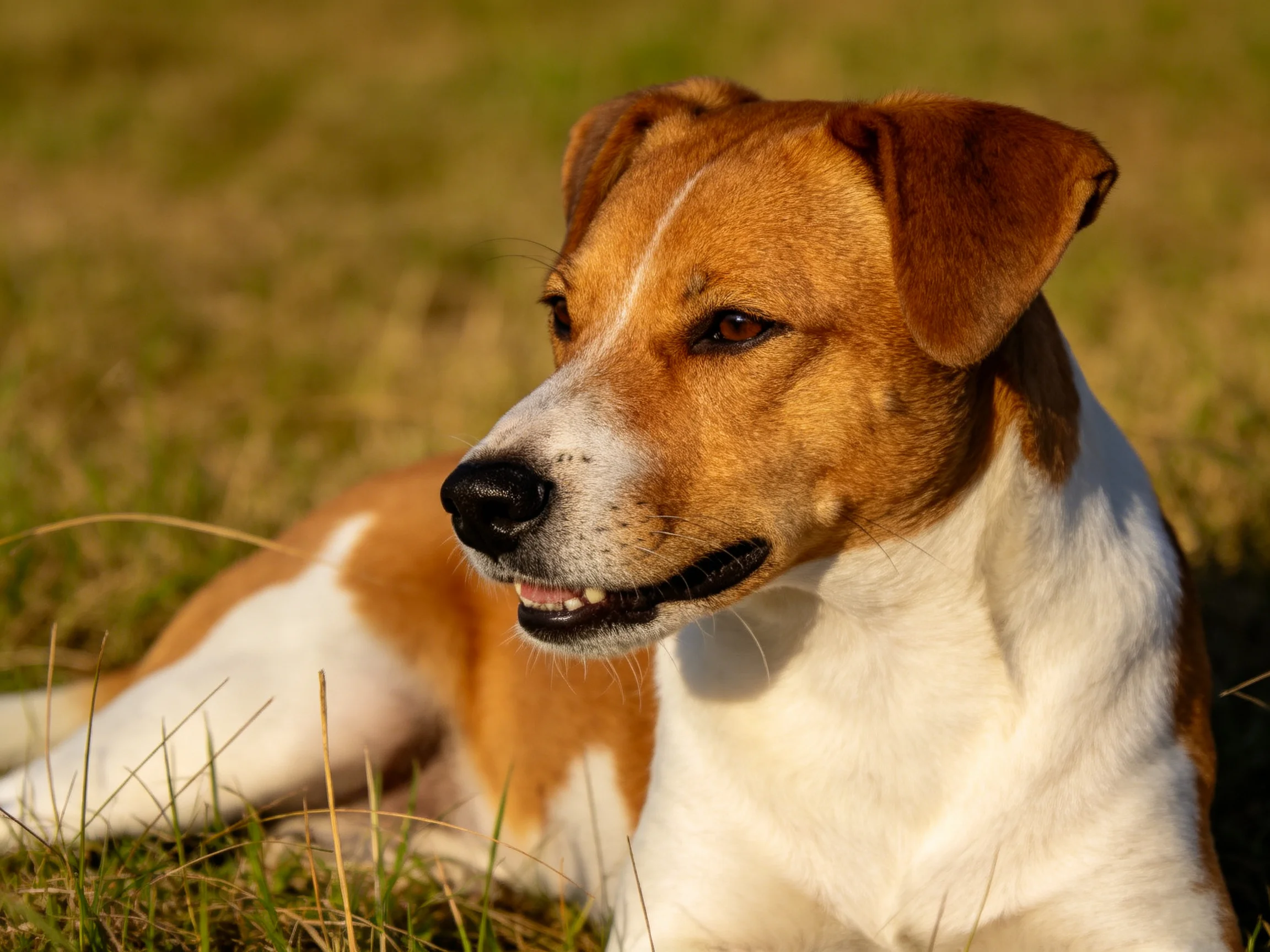 A brown and white dog relaxes in sunlit grass