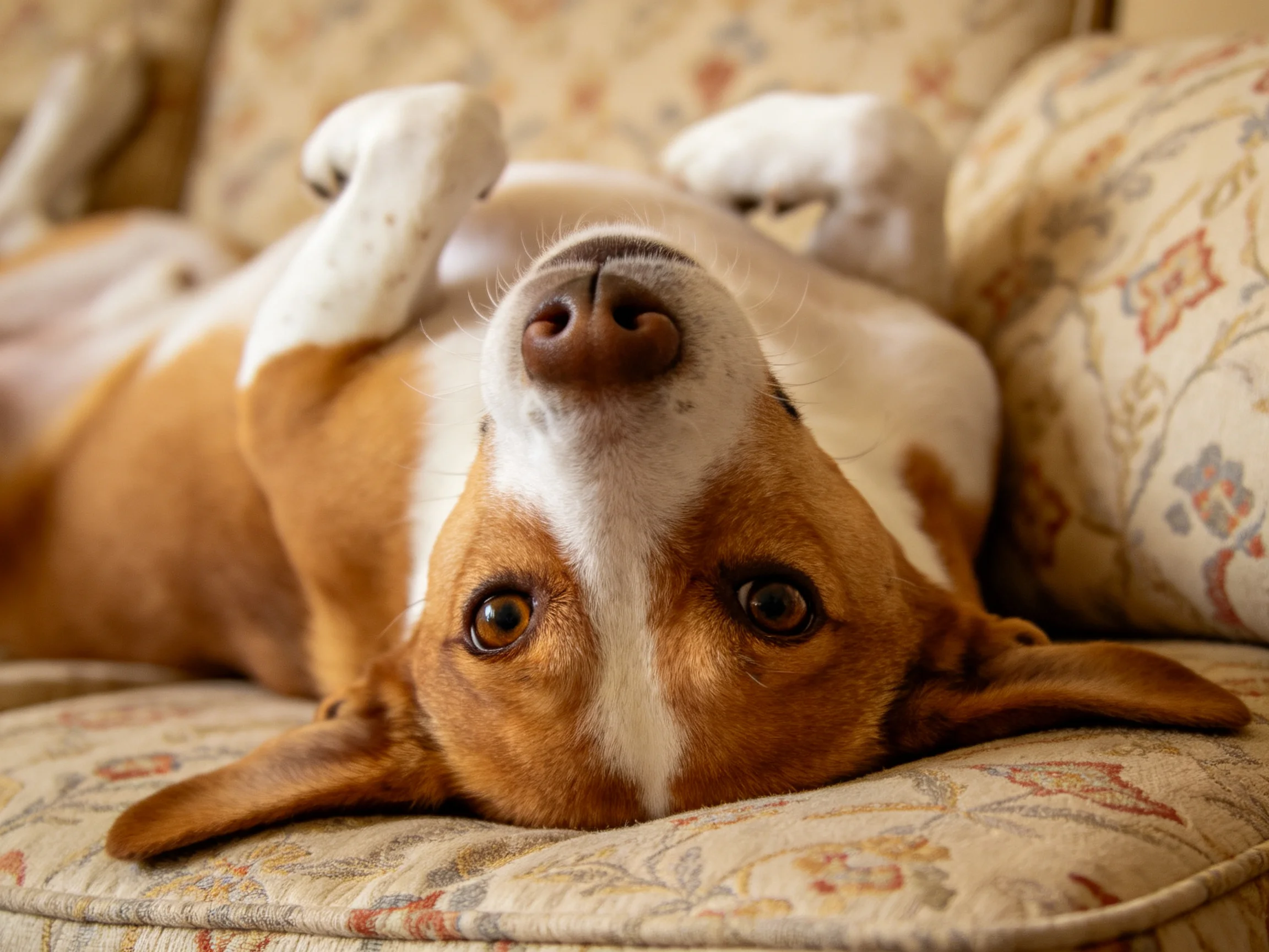A brown and white dog relaxes on a floral-patterned couch