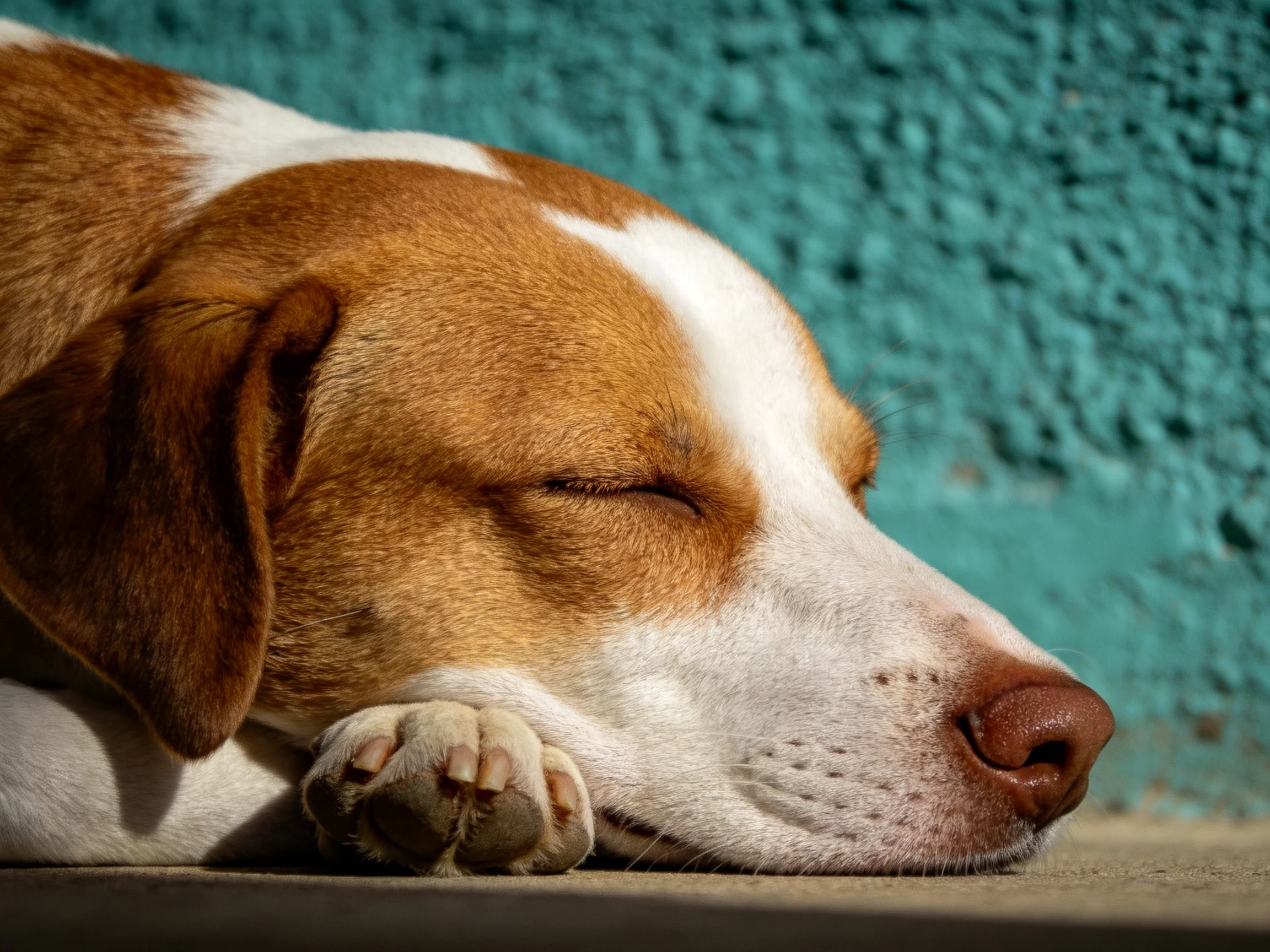 A brown and white dog rests against a textured teal wall