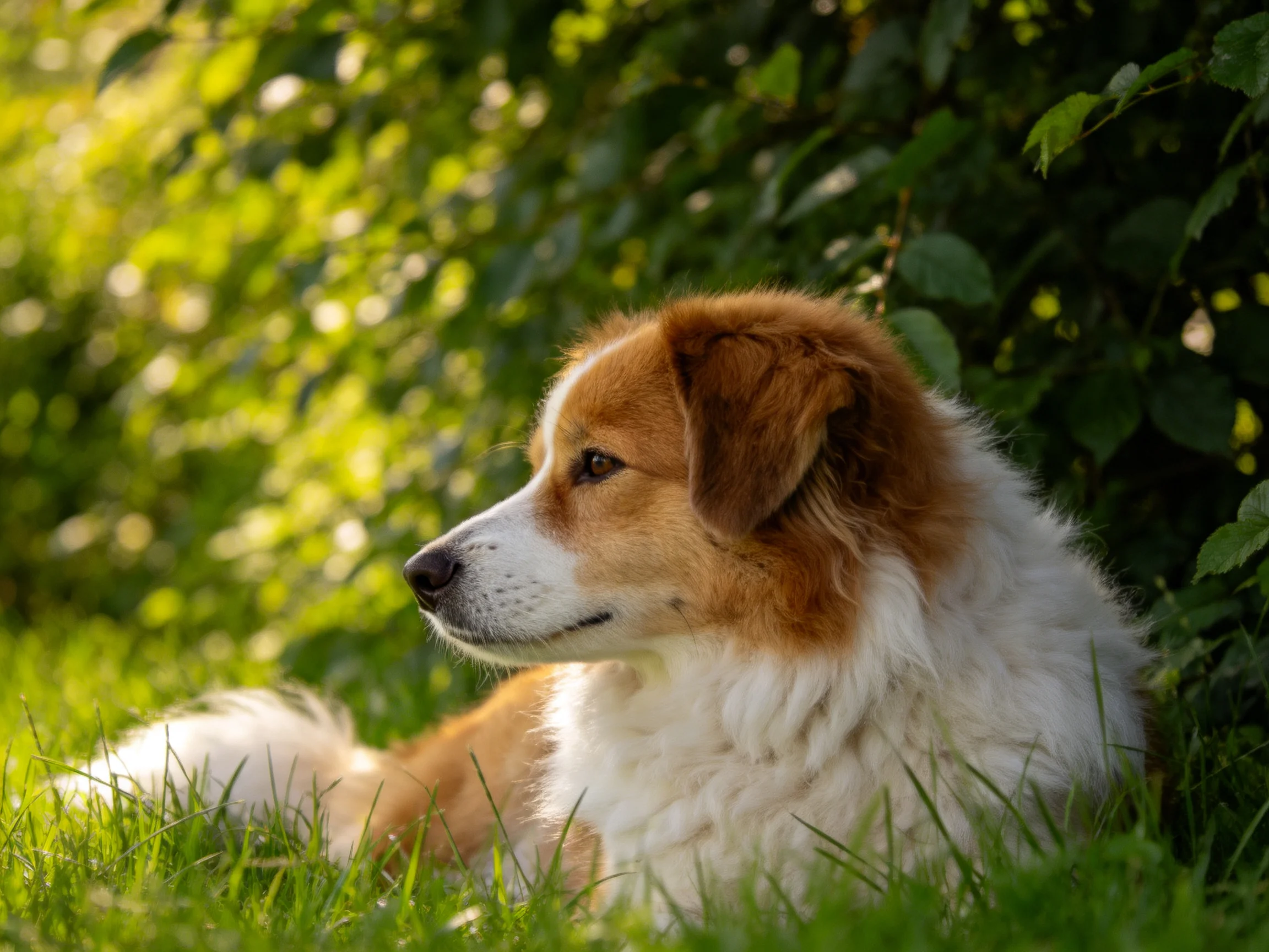 A brown-and-white dog relaxes peacefully in a sunlit, leafy outdoor setting.