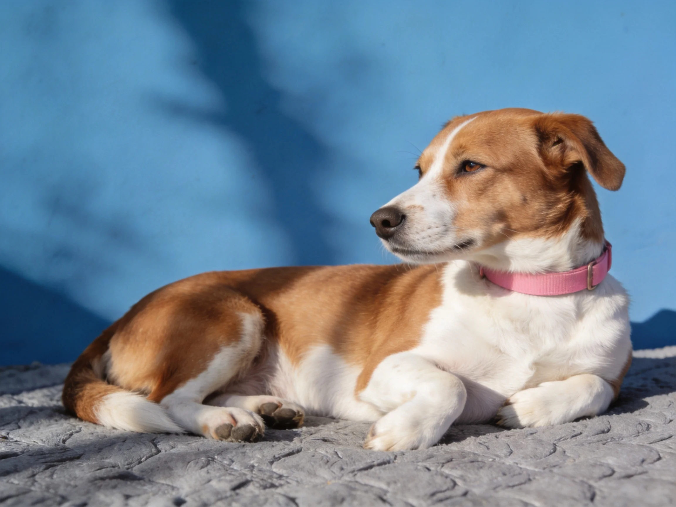 A brown and white dog relaxes on a gray blanket next to a blue wall