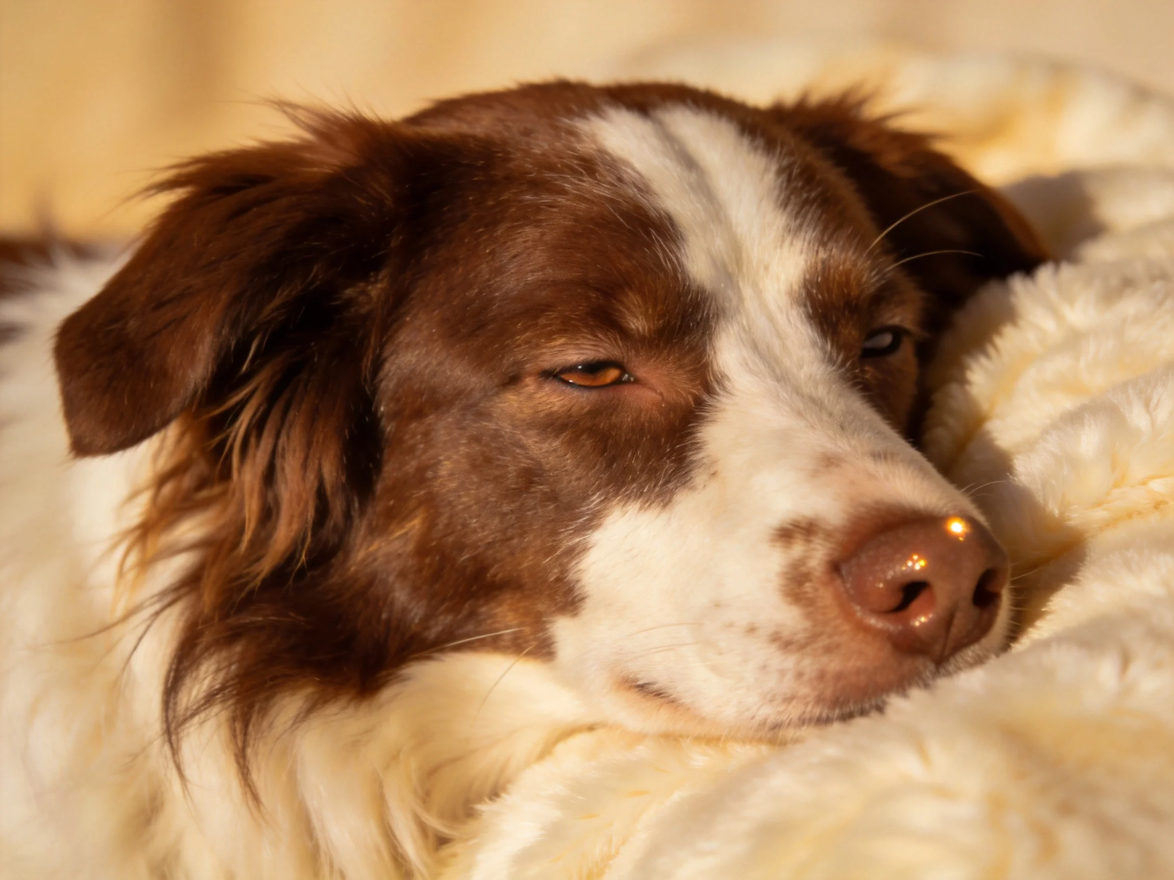 A brown and white dog relaxes on a plush cream blanket.