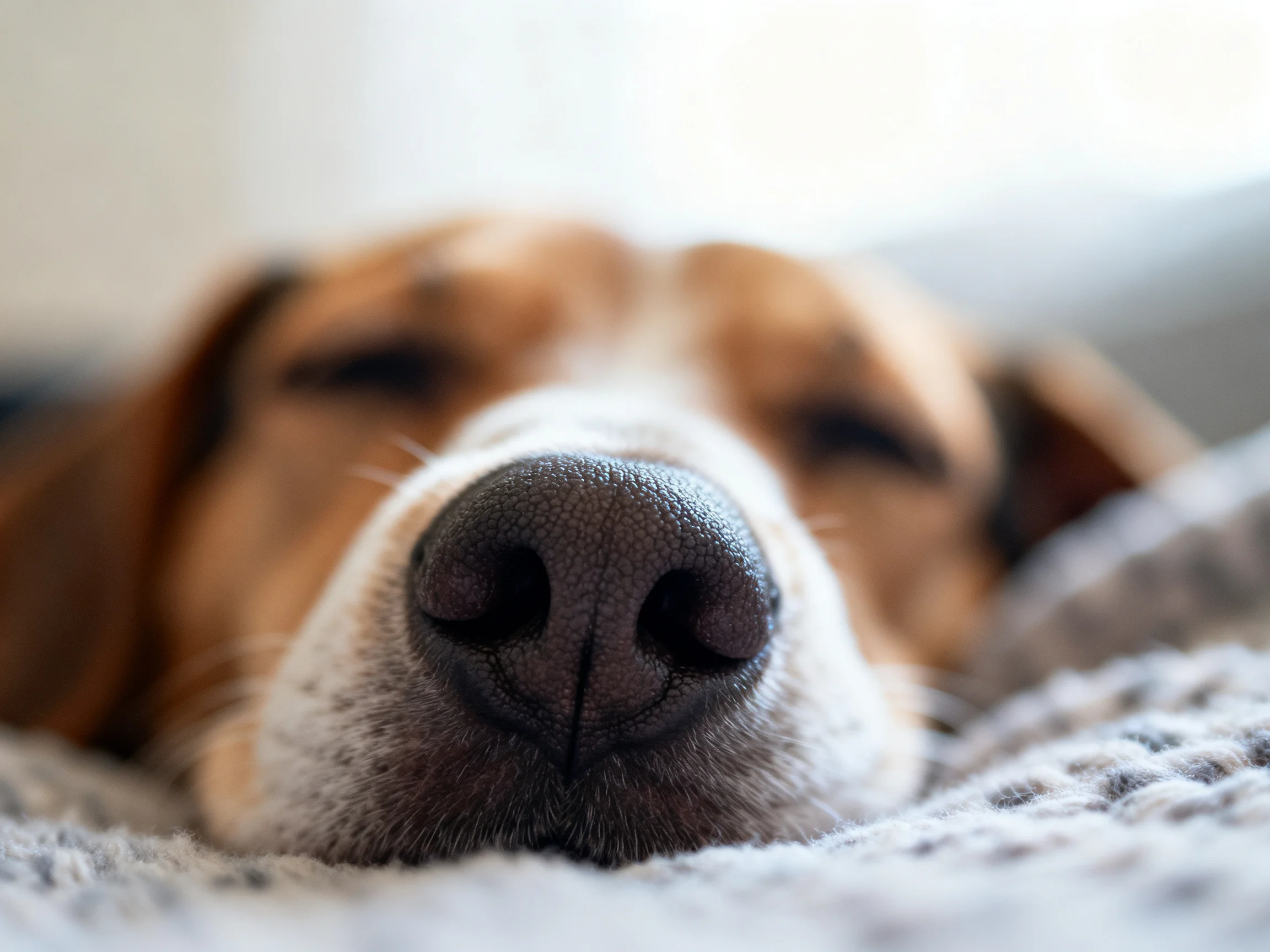 A brown and white dog rests on a textured gray blanket