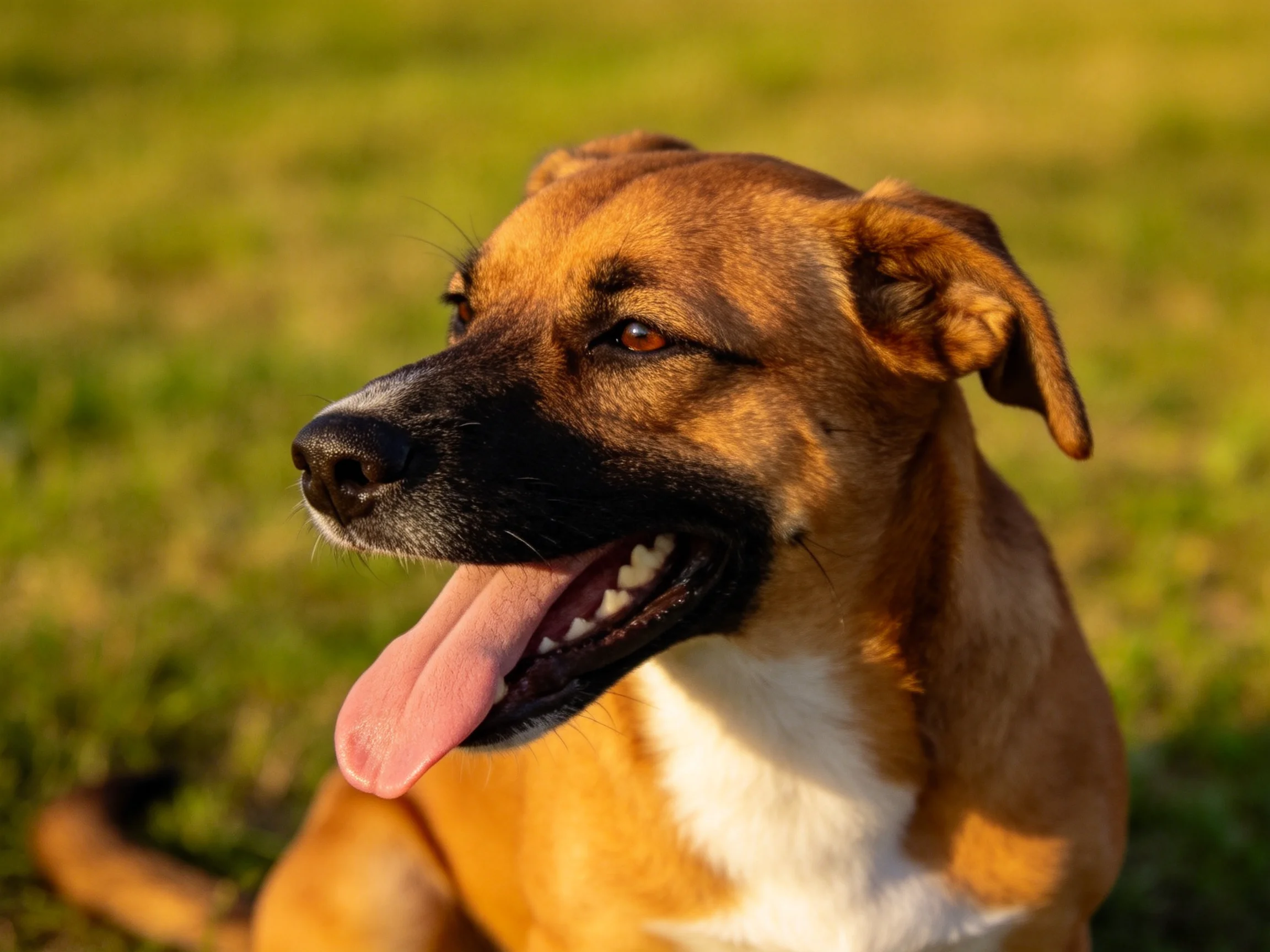 A brown and white dog rests on green grass under warm sunlight