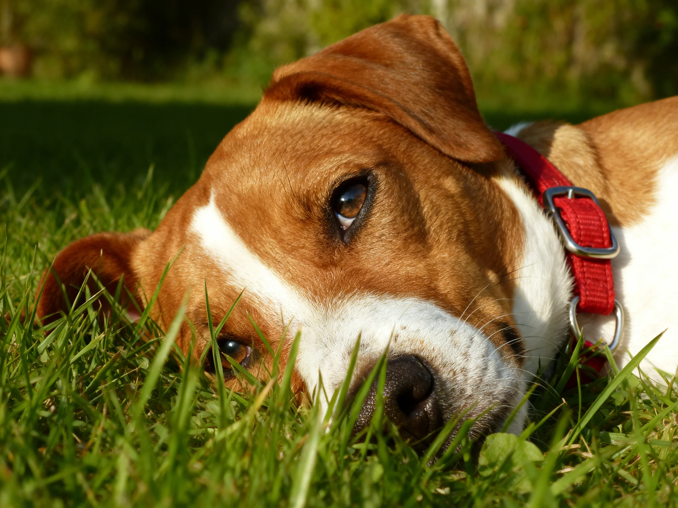 A brown and white dog relaxes on grass in a sunlit outdoor setting.