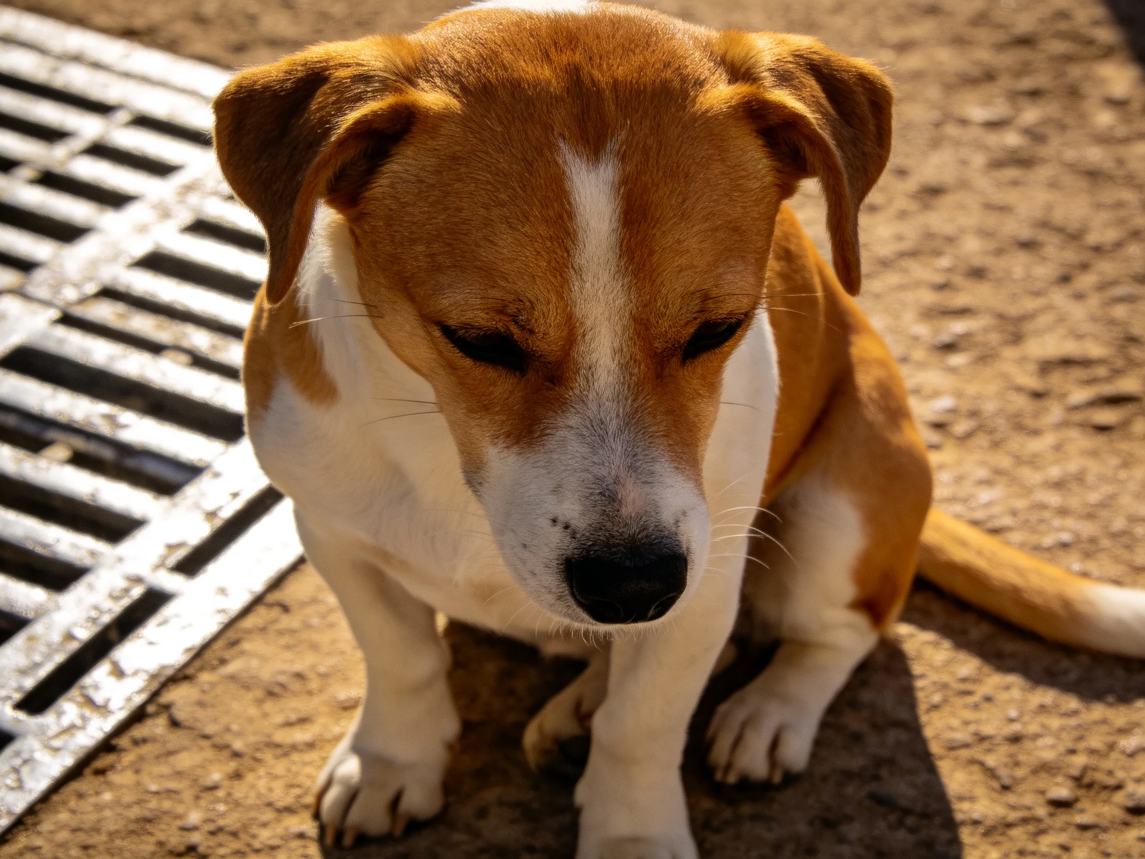 A brown and white dog sits calmly next to a metal grate on dirt.