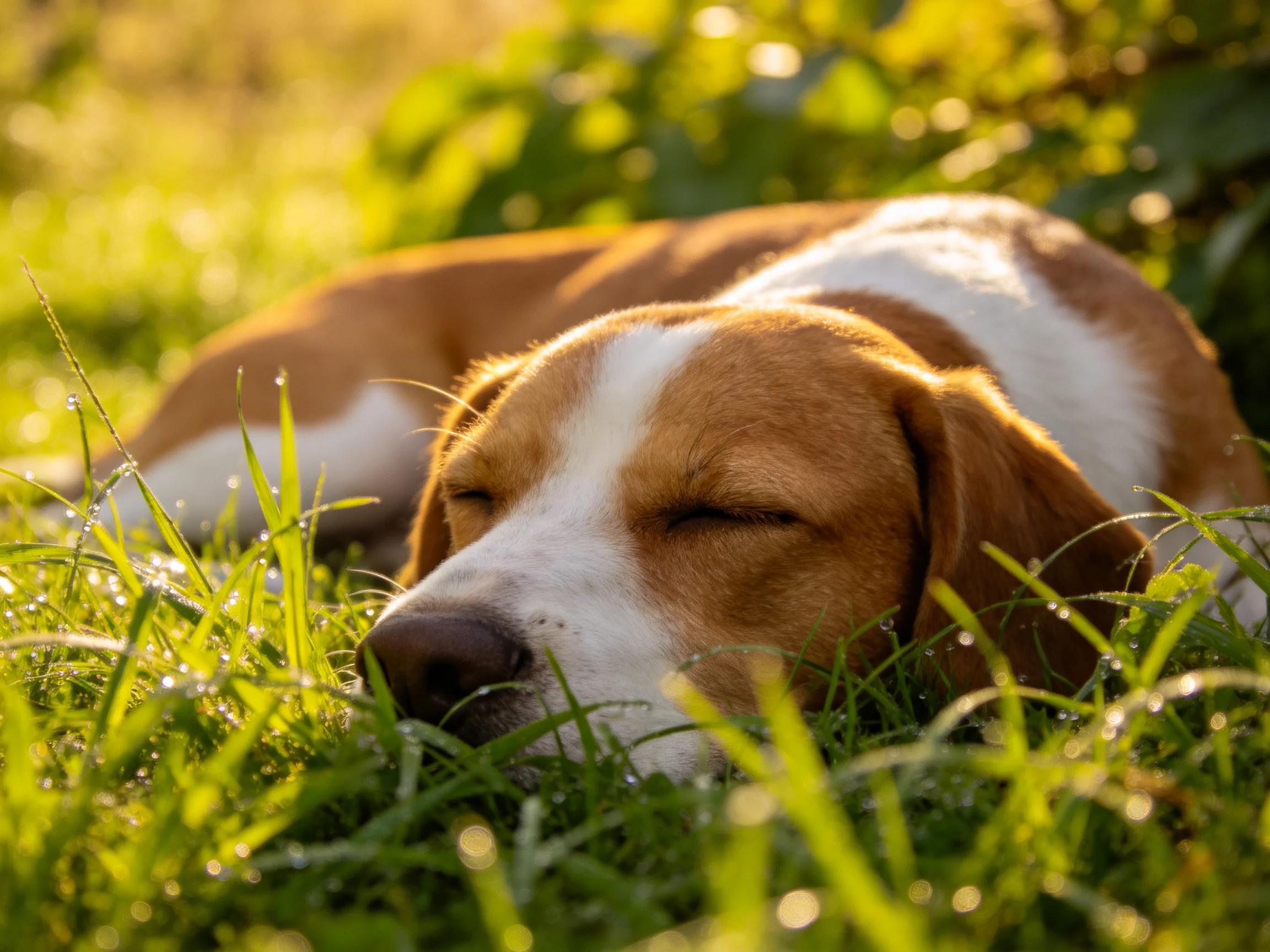 A brown and white dog peacefully sleeps in sunlit grass.