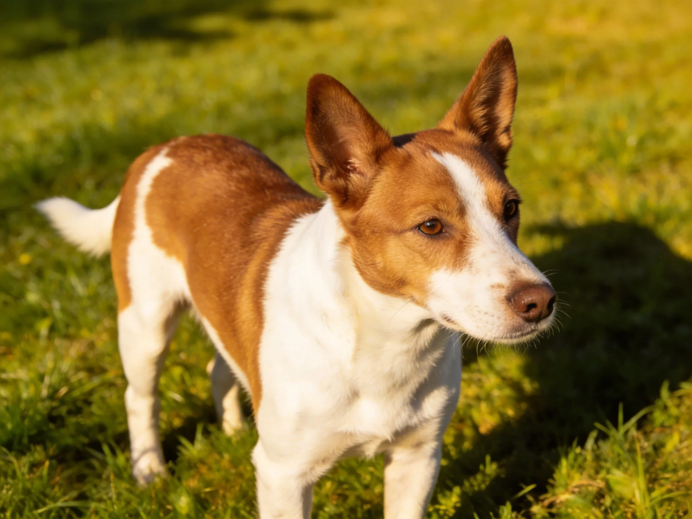 A brown and white dog stands alert on sunlit green grass