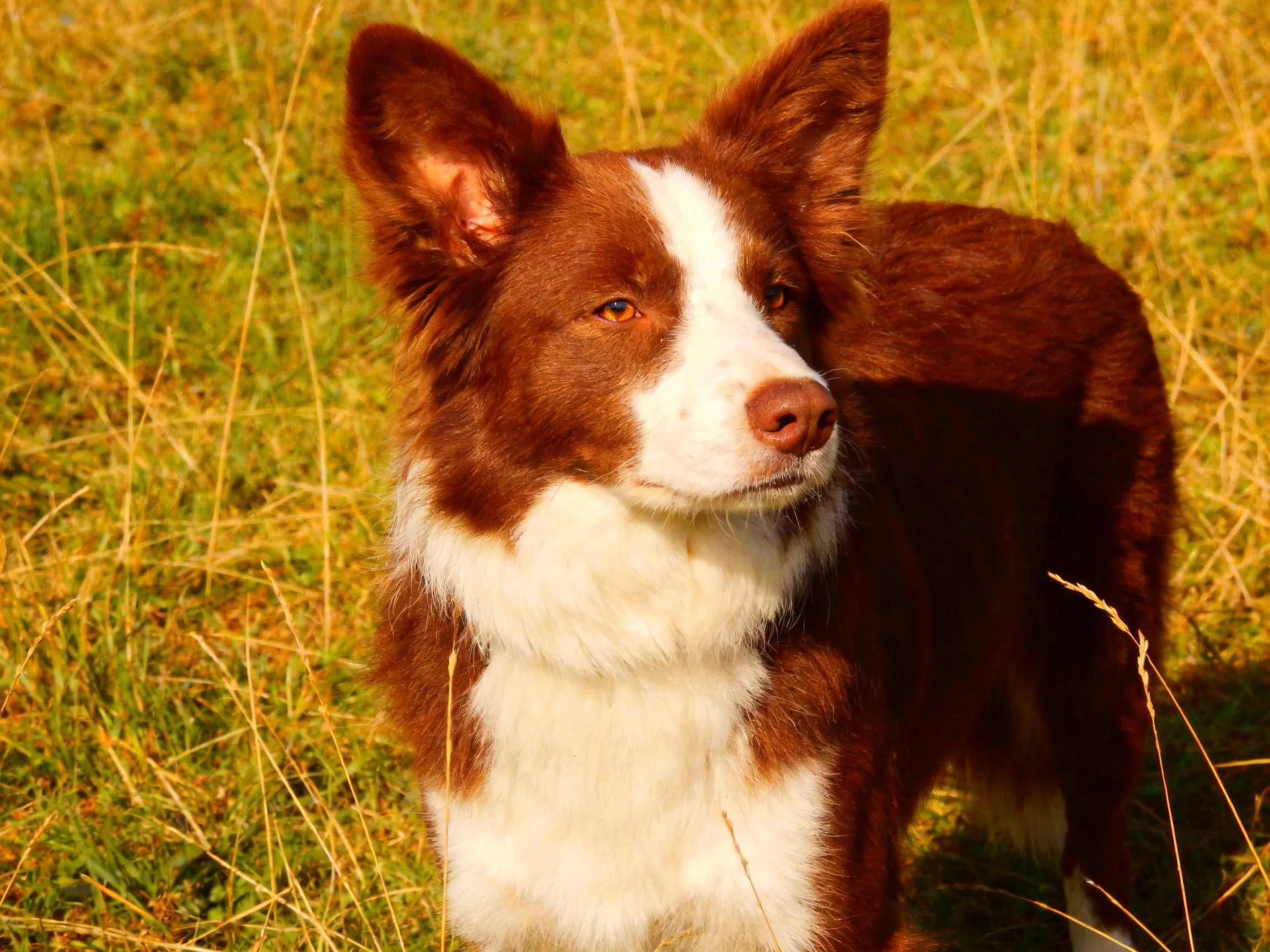A brown and white dog stands in a sunlit grassy area.