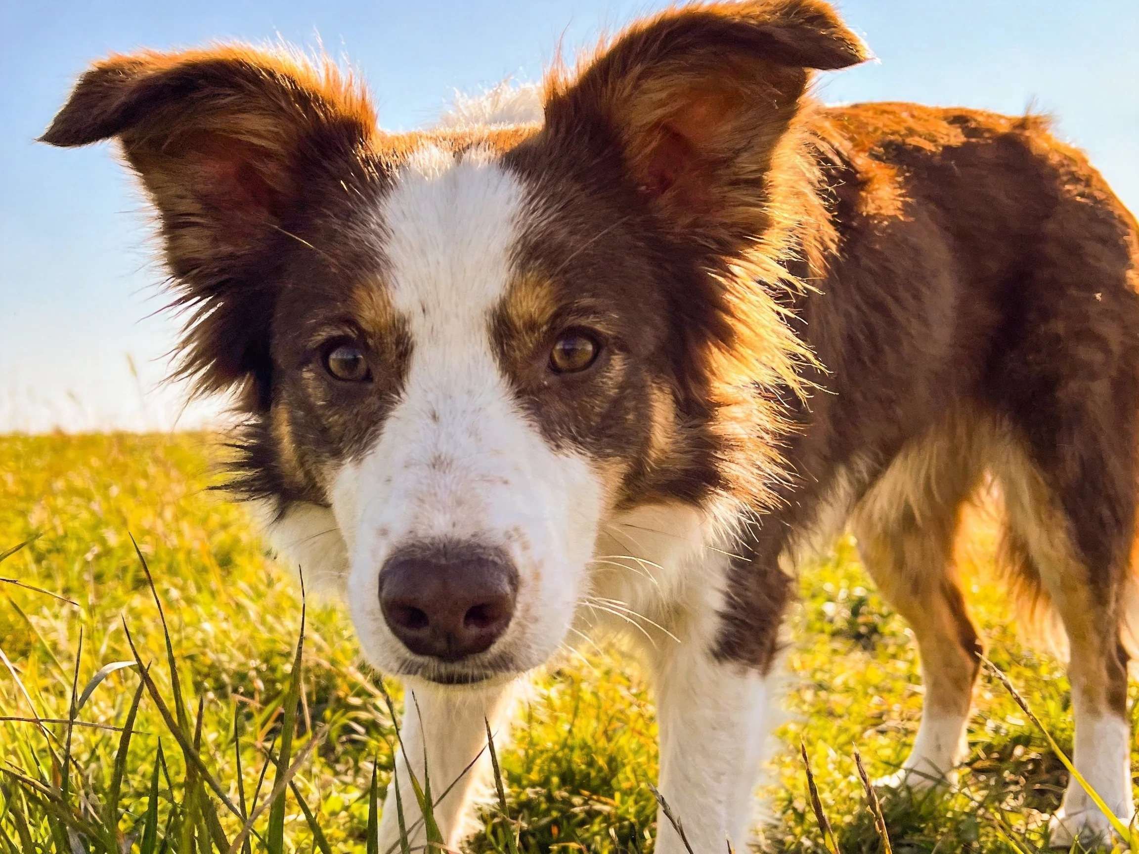 A brown and white dog stands in a sunlit grassy area.