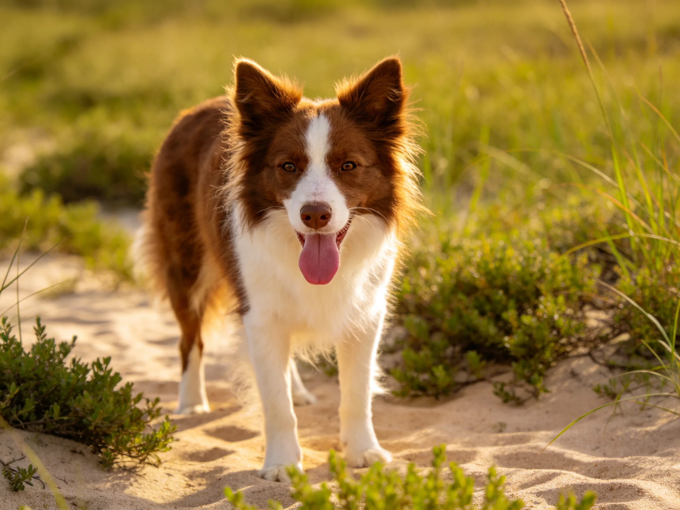 A brown and white dog stands on sandy ground with green vegetation