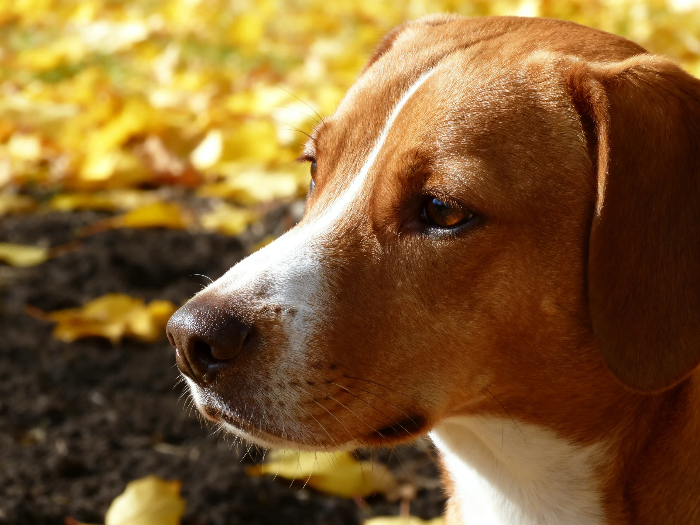 A brown and white dog sits near fallen yellow leaves in an outdoor setting.
