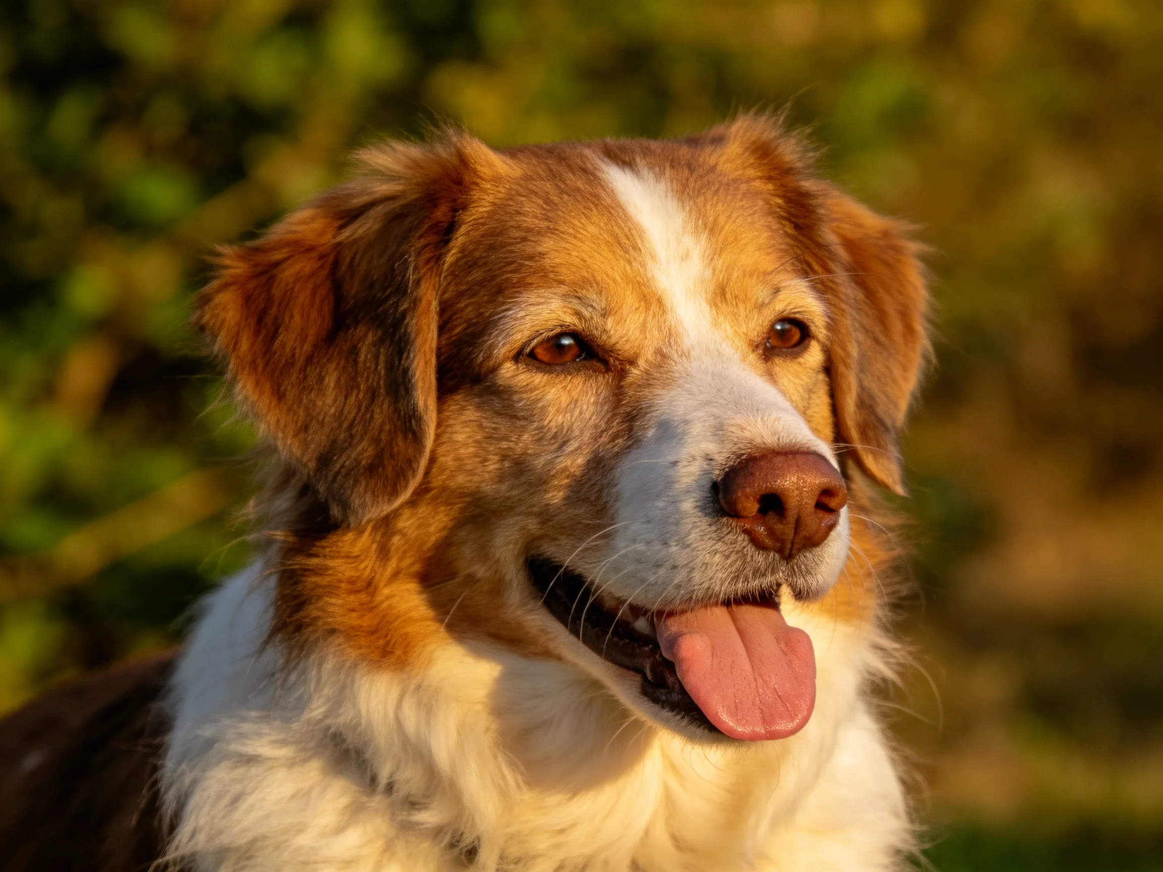 A brown and white dog with a joyful expression in natural light