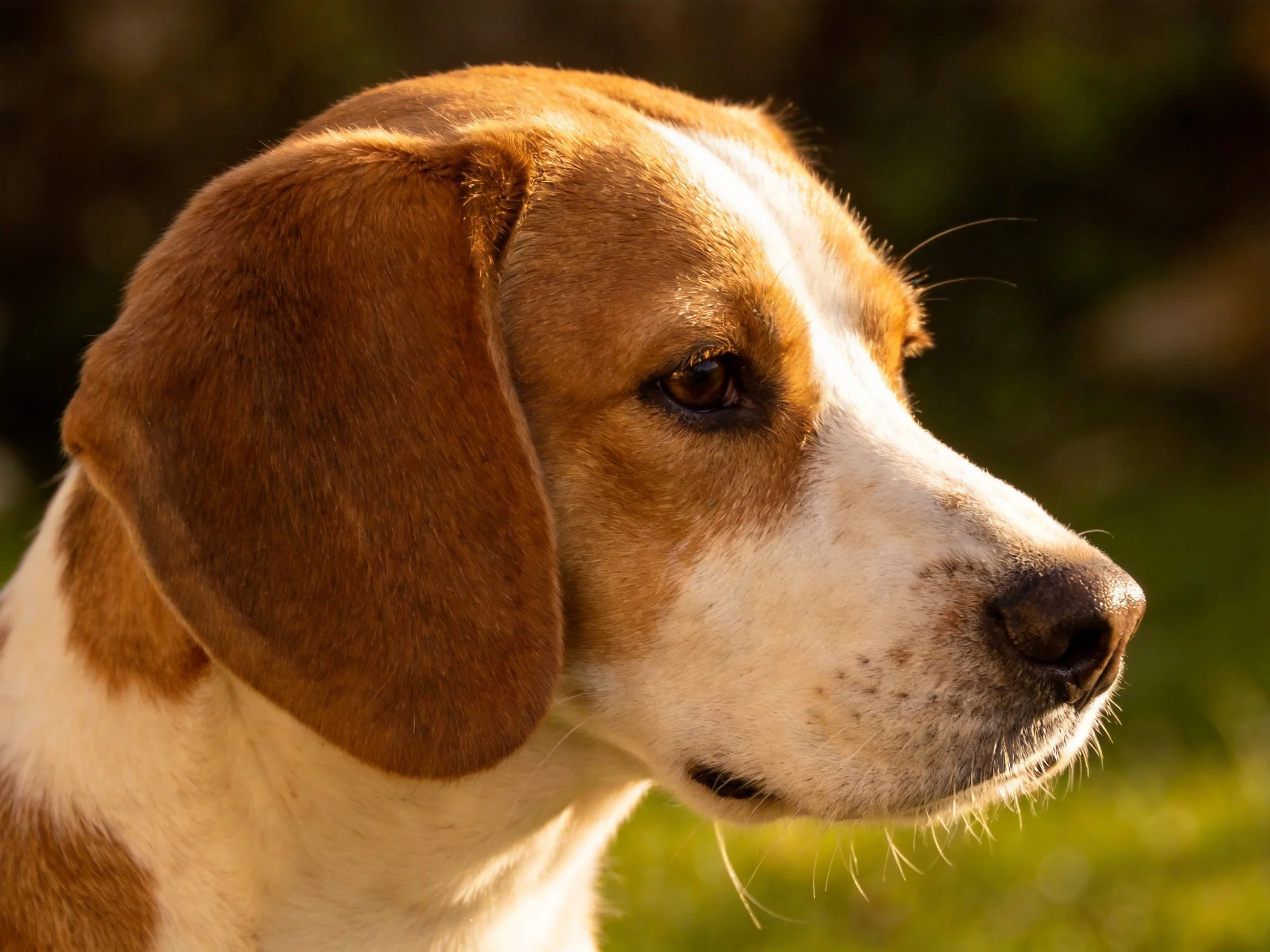 A brown and white dog gazes attentively in an outdoor environment.