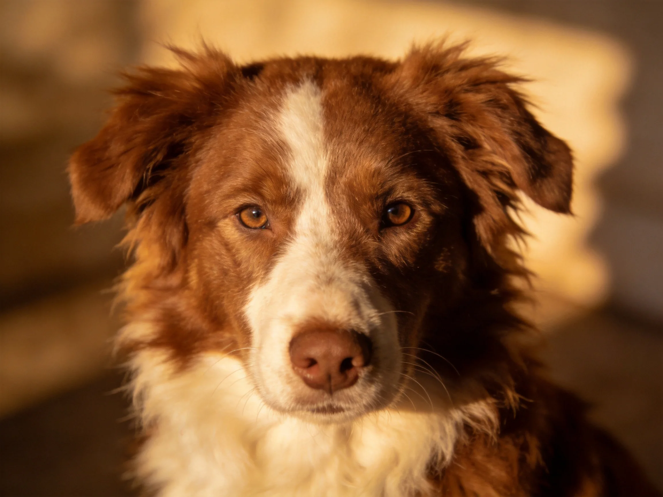 A brown and white dog with fluffy fur in warm lighting