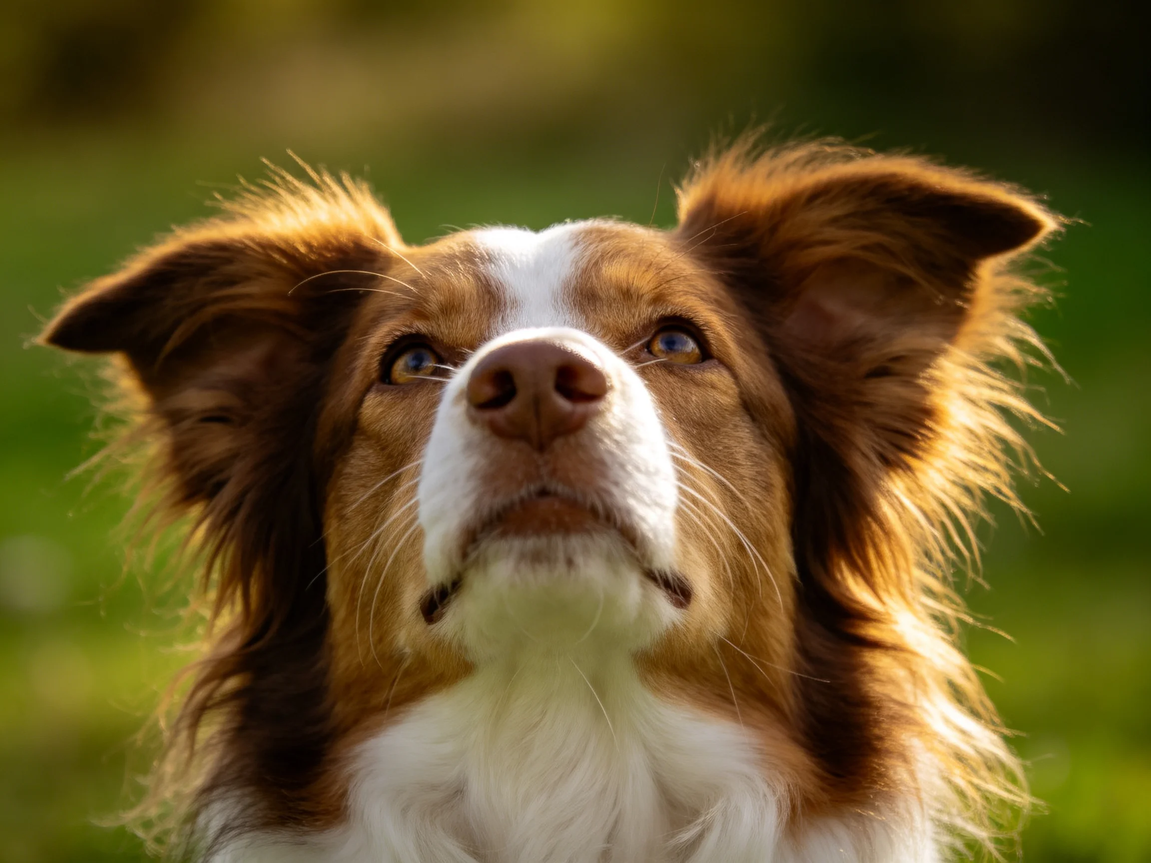 A brown and white dog with perked ears gazes upward in natural light
