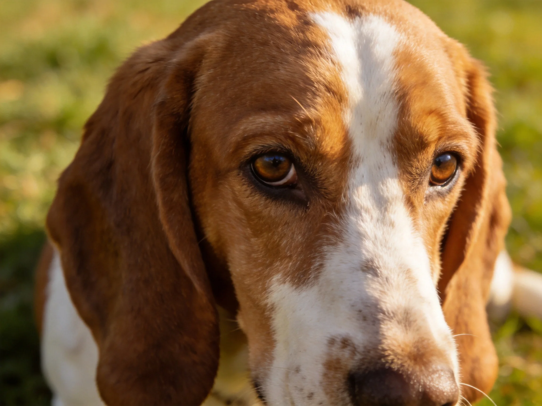 A brown and white hound dog rests on green grass.
