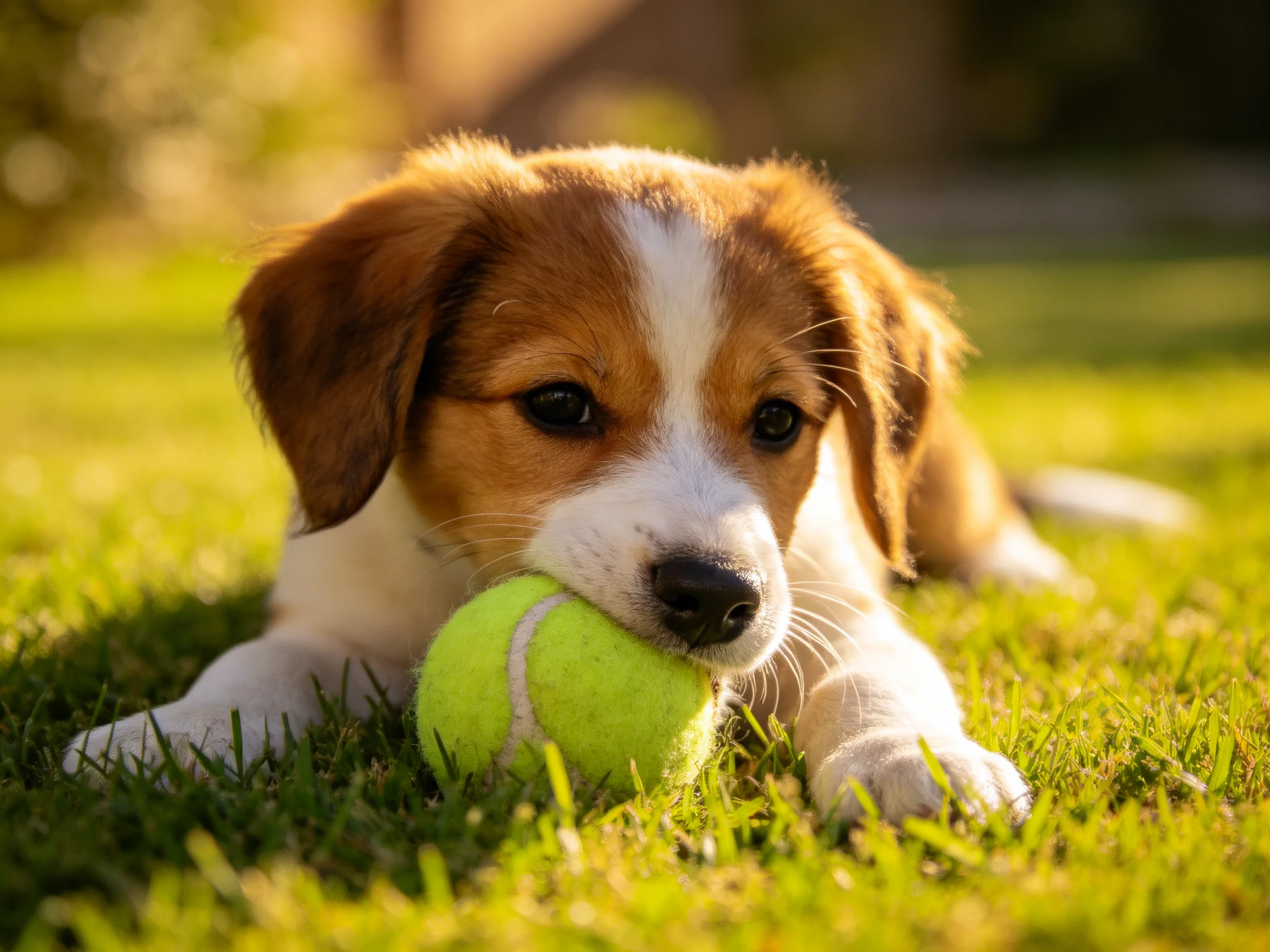 A brown and white puppy chews a bright green tennis ball on lush grass