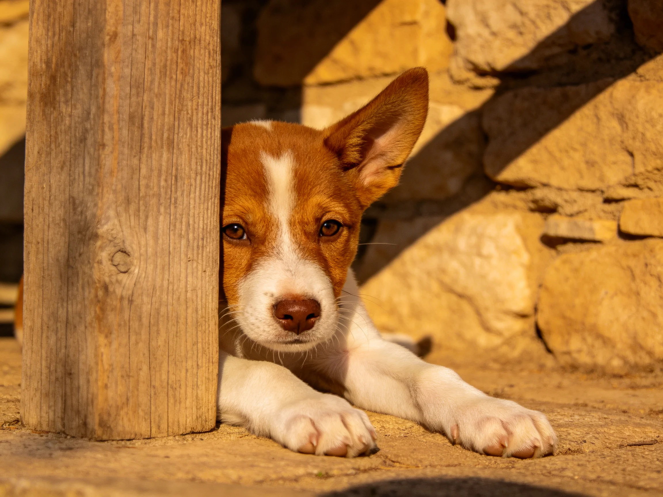 A brown-and-white puppy peeks from behind a wooden post near a stone wall