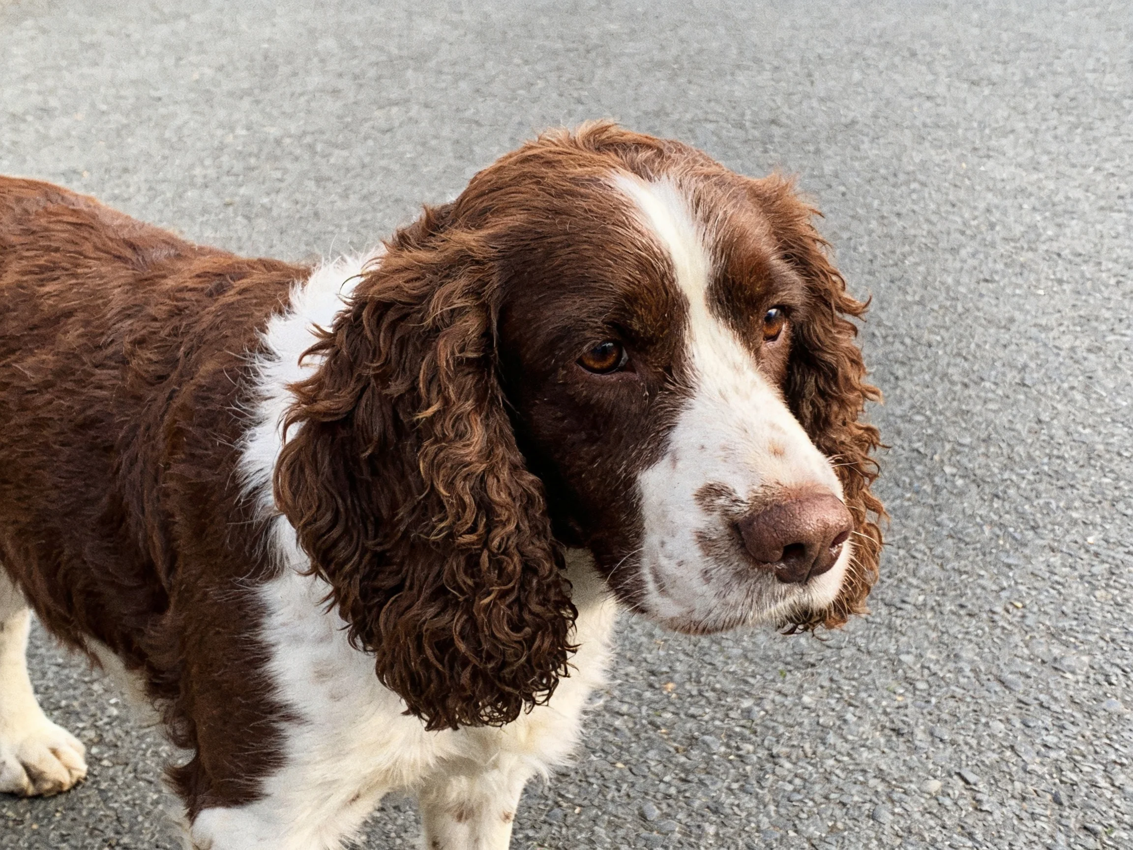 A brown and white spaniel stands on a smooth gray pavement.