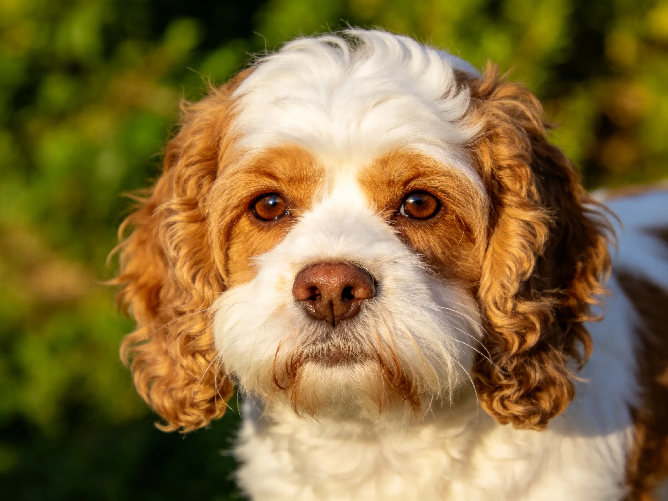 A brown and white spaniel with curly ears in a sunlit green outdoor space
