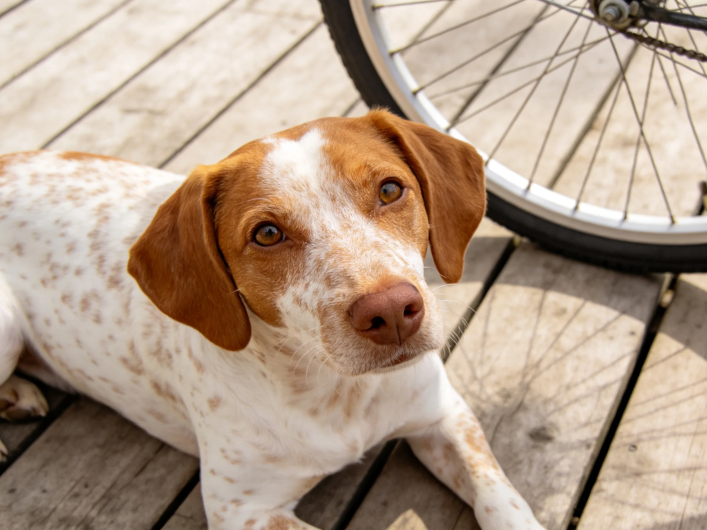 A brown and white speckled dog lies on wooden planks next to a bicycle wheel.