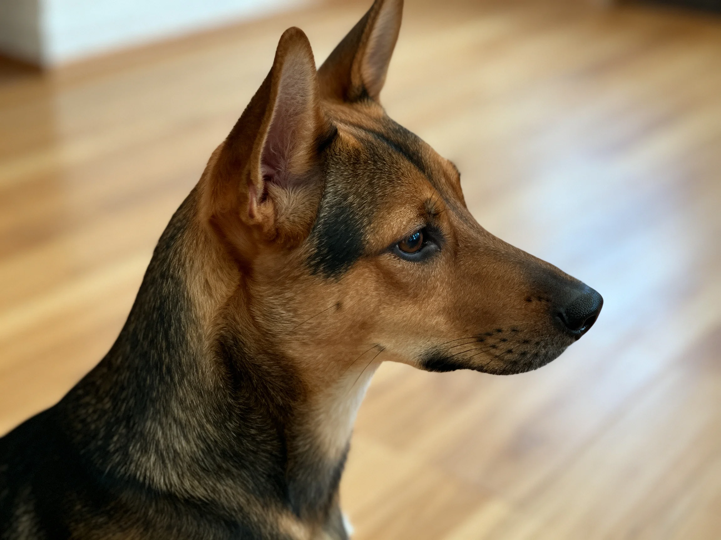 A brown and black dog with pointed ears sits on wooden flooring.