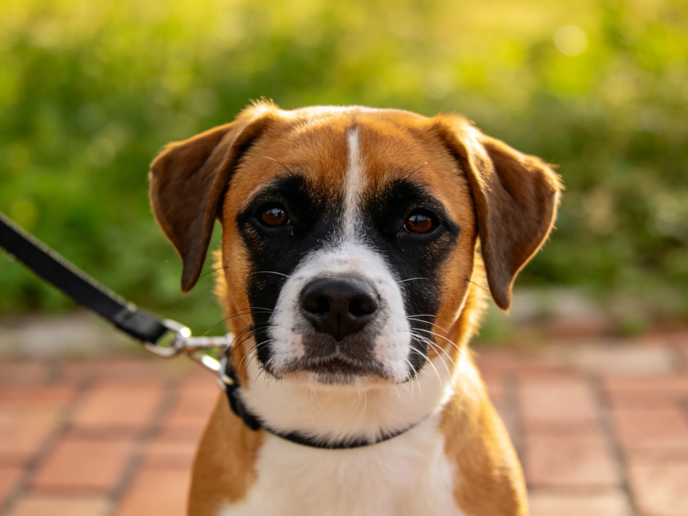 A brown, black, and white dog leashed near greenery and brick pavement