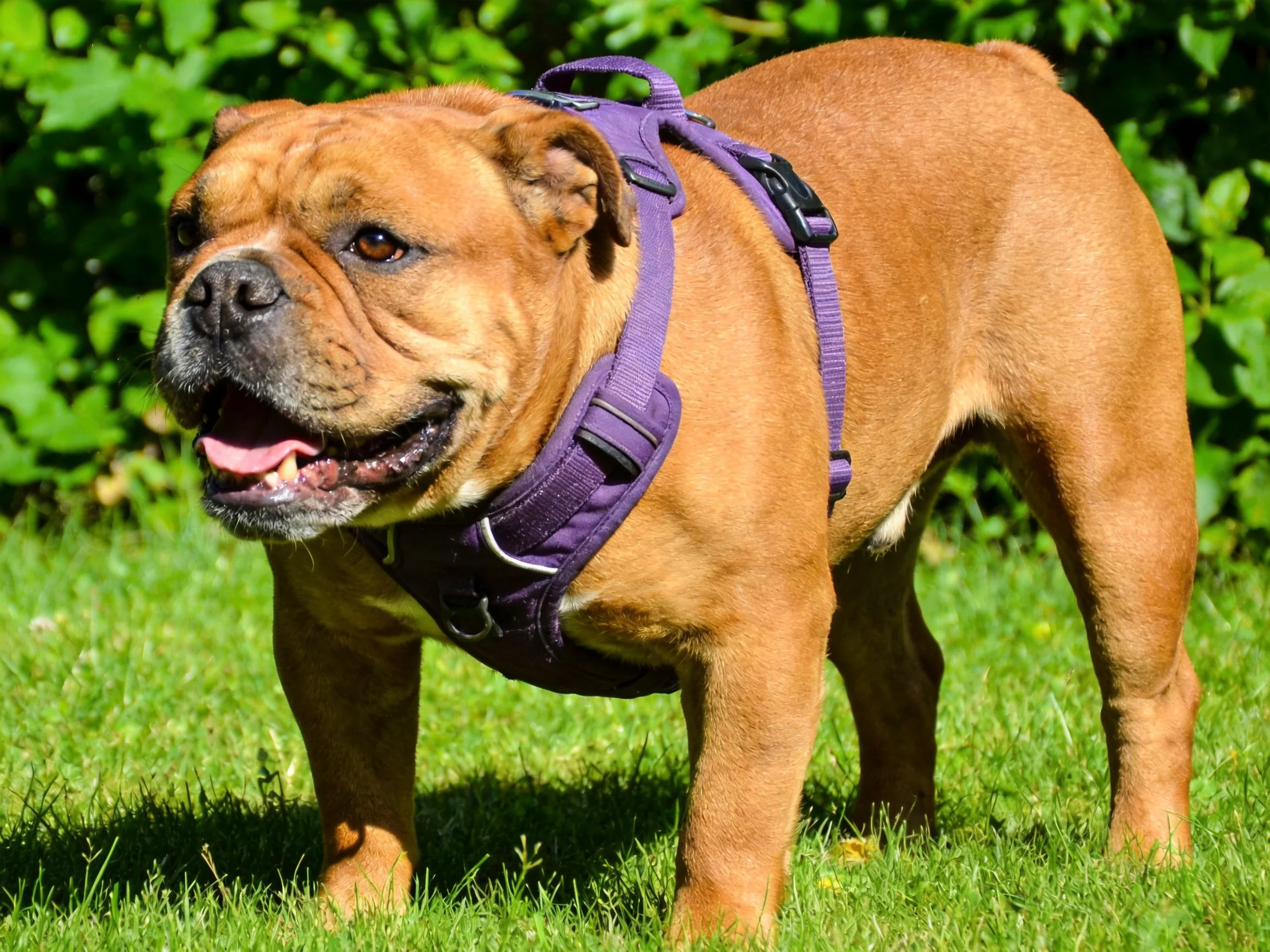 A brown bulldog with a purple harness standing on green grass