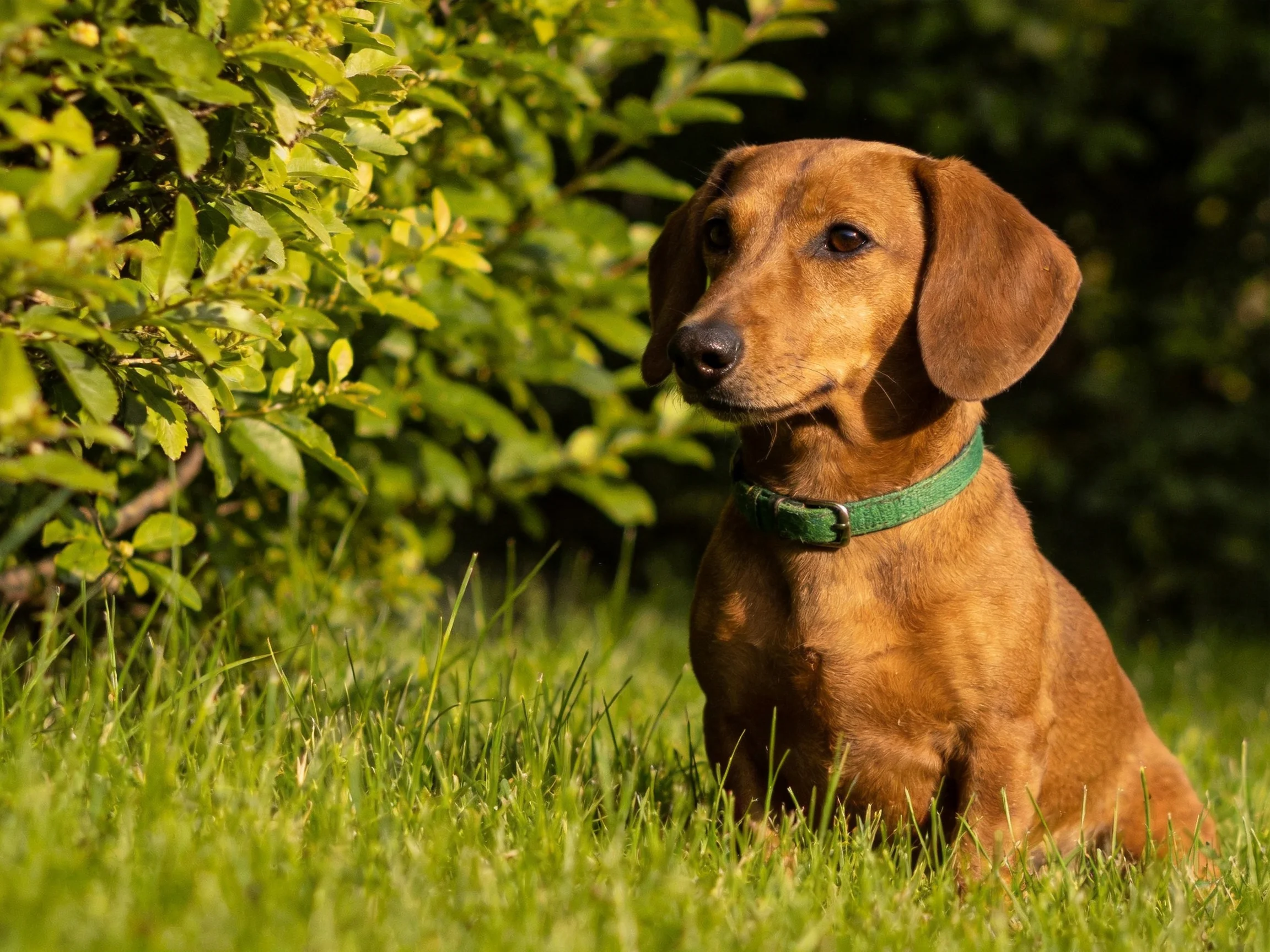 A brown dachshund sits near lush green foliage with a green collar