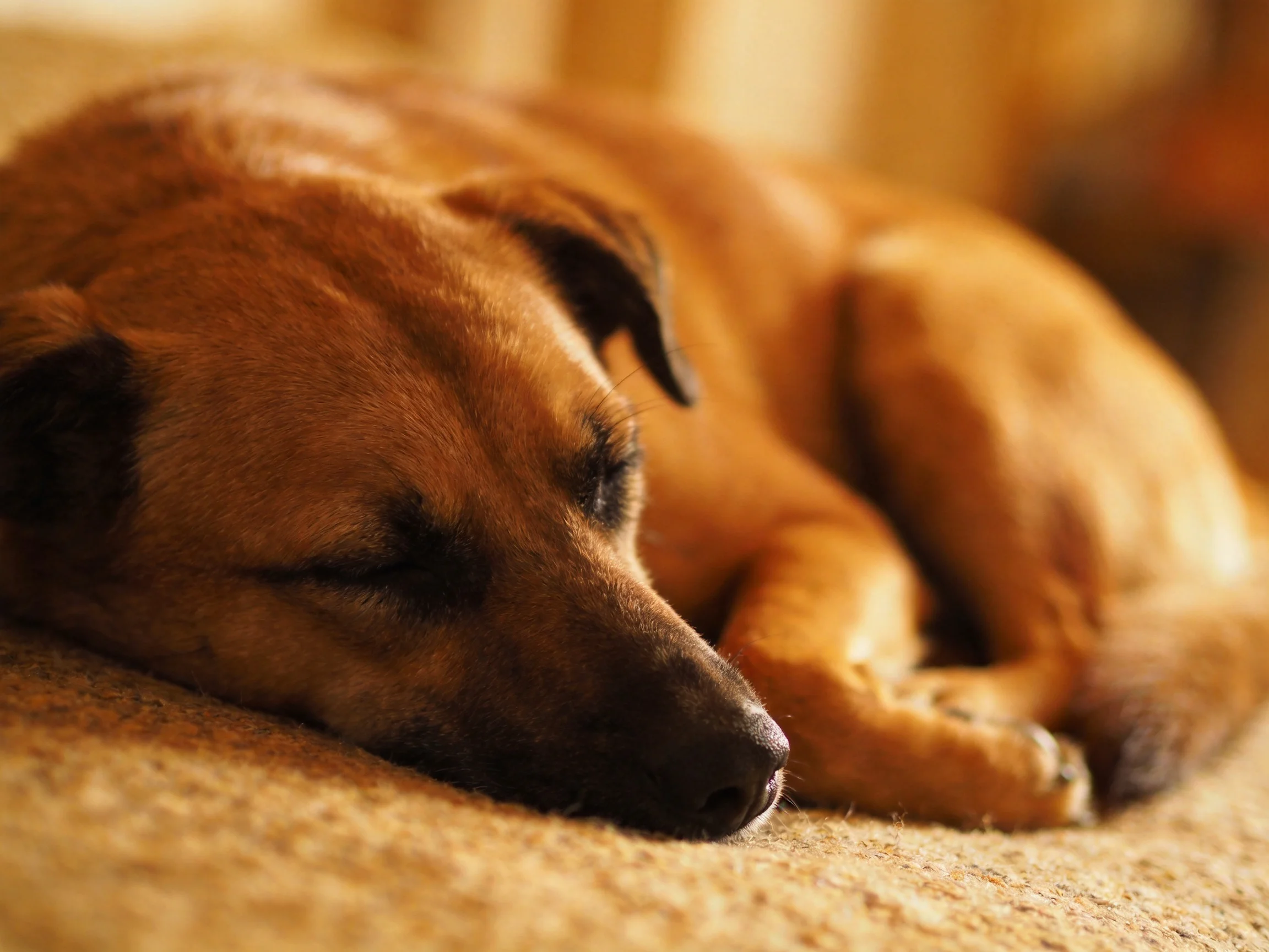 A brown dog curls up asleep on a soft, textured carpet