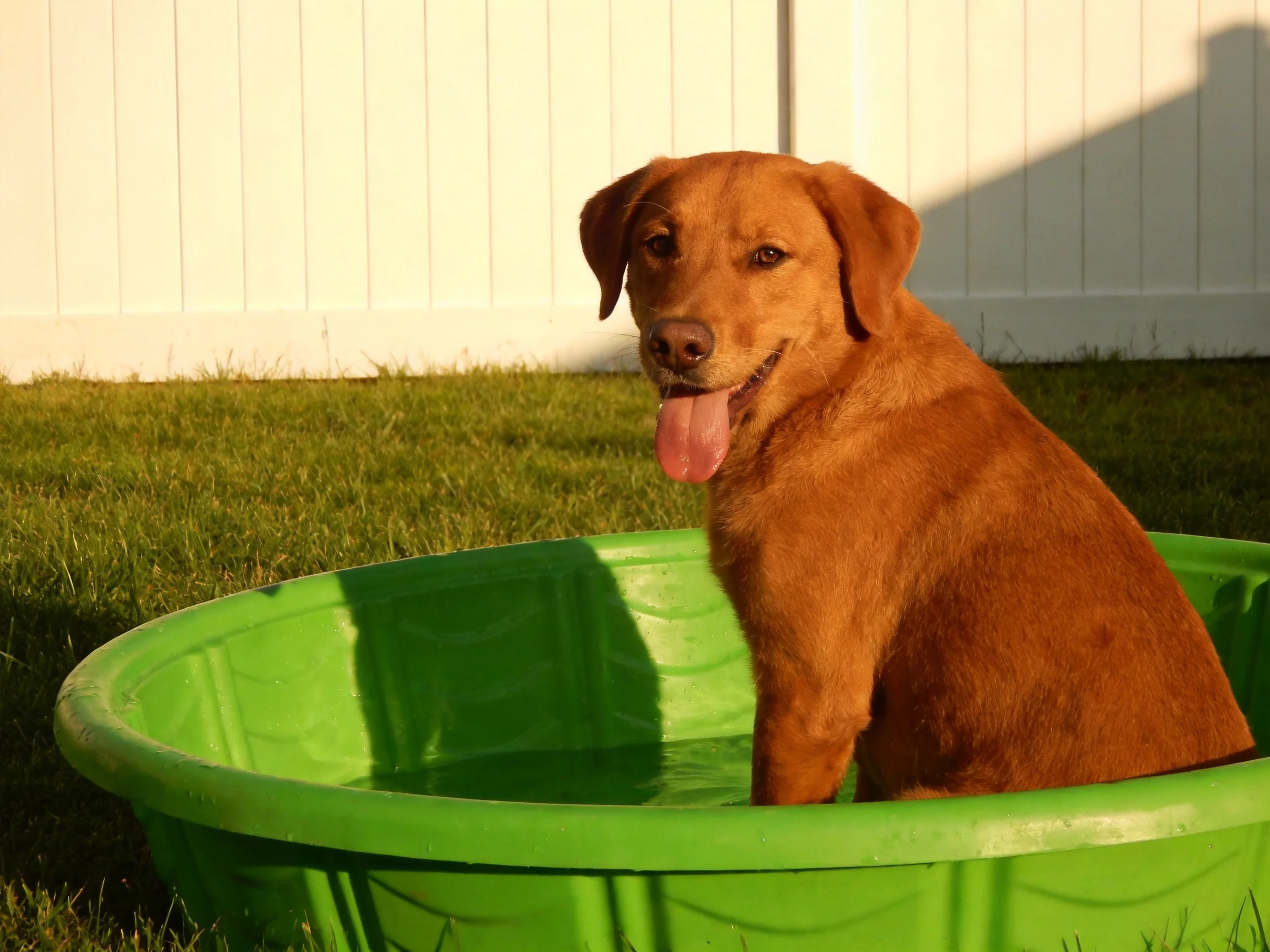 A brown dog sits in a green plastic tub outside.