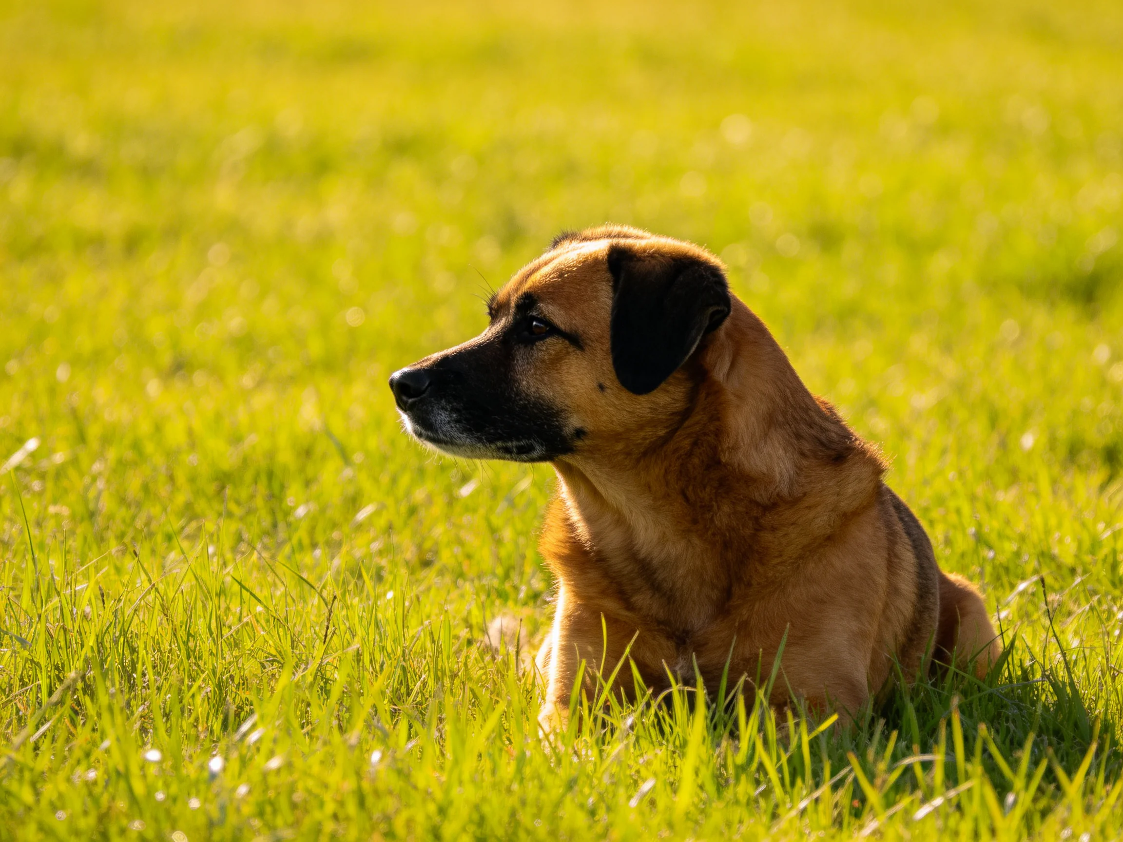 A brown dog rests in a sunlit, verdant grassy meadow