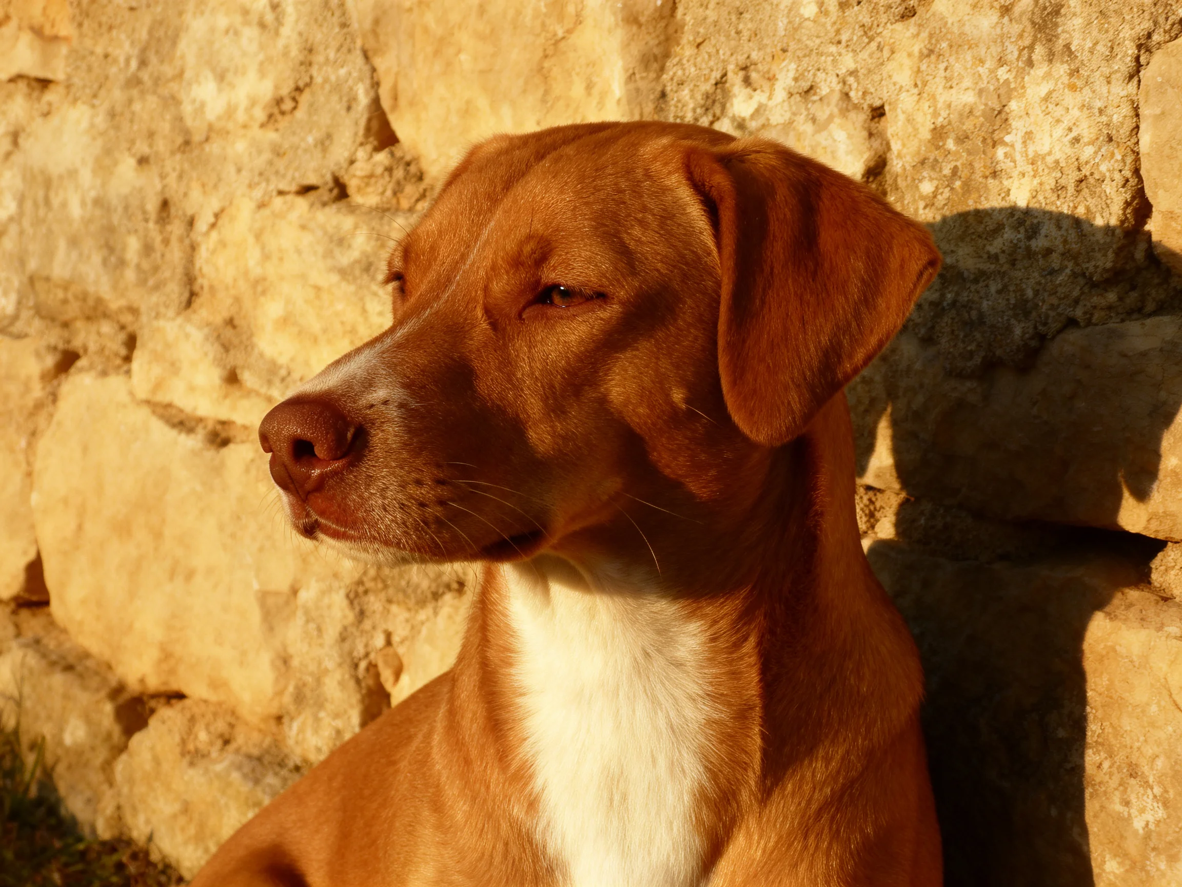 A brown dog rests near a textured stone wall with golden lighting