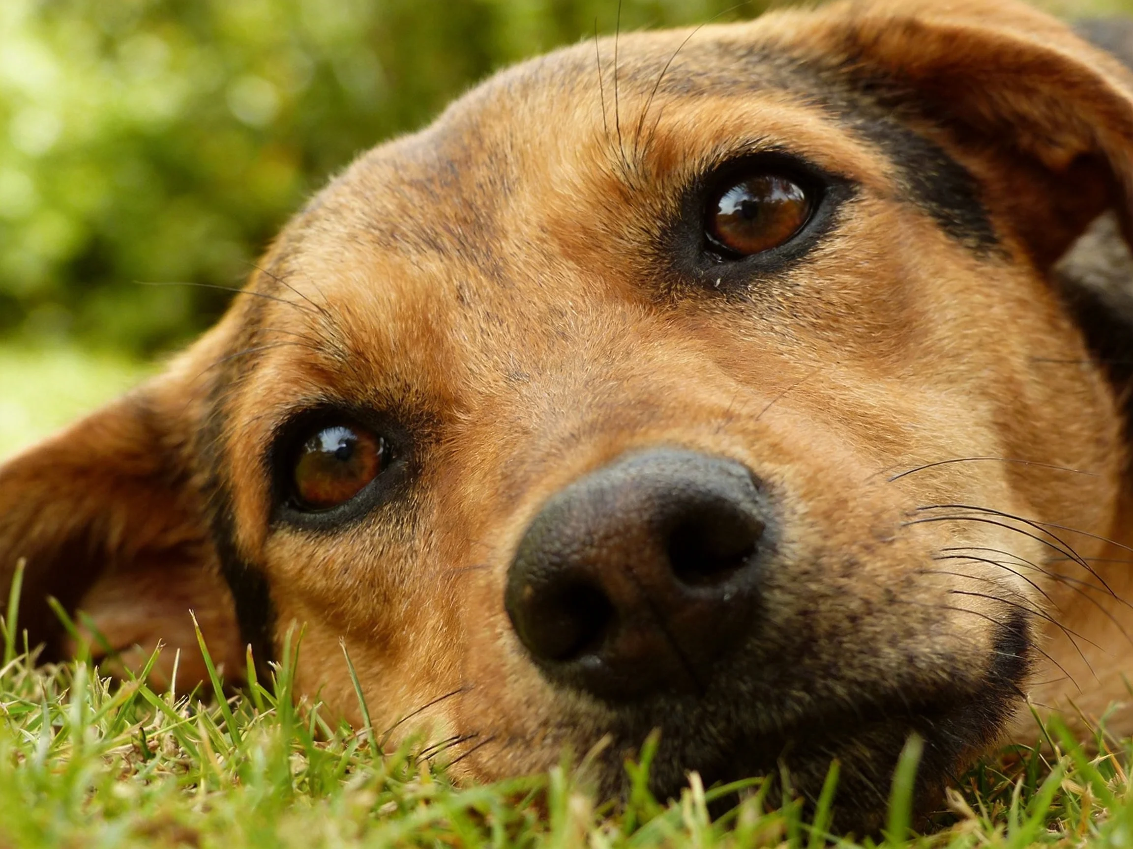 A brown dog relaxes on green grass in a sunlit outdoor space.