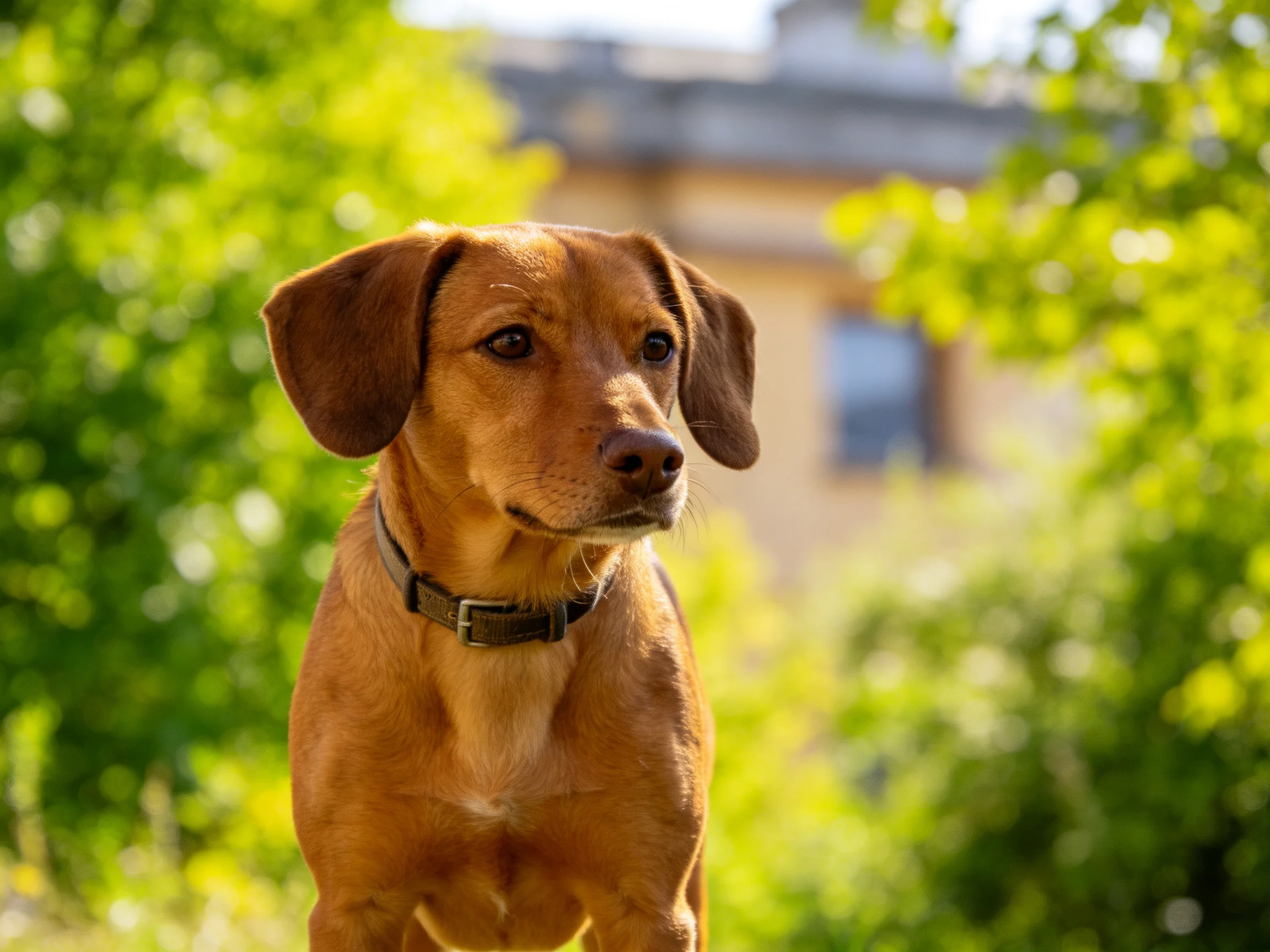 A brown dog stands alert amid lush greenery near a building